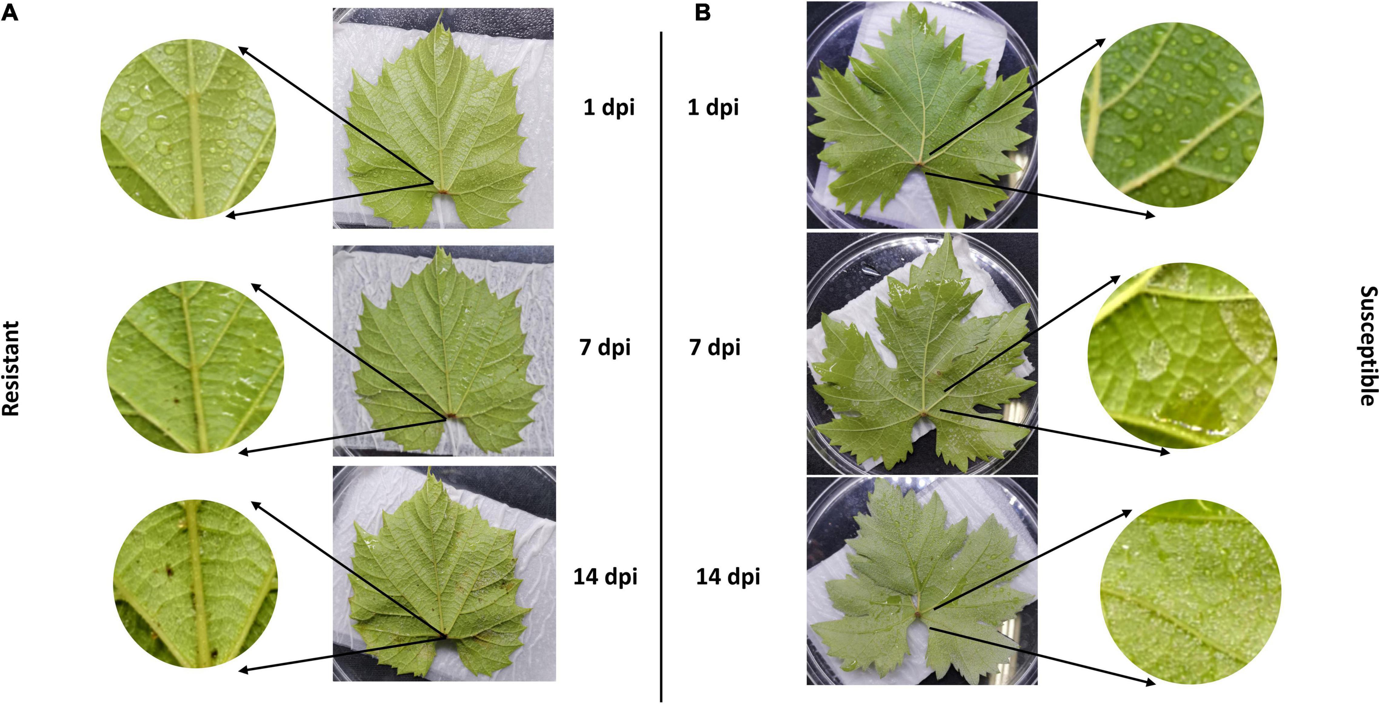 Frontiers | Transcriptional Profiling of Resistant and Susceptible ...