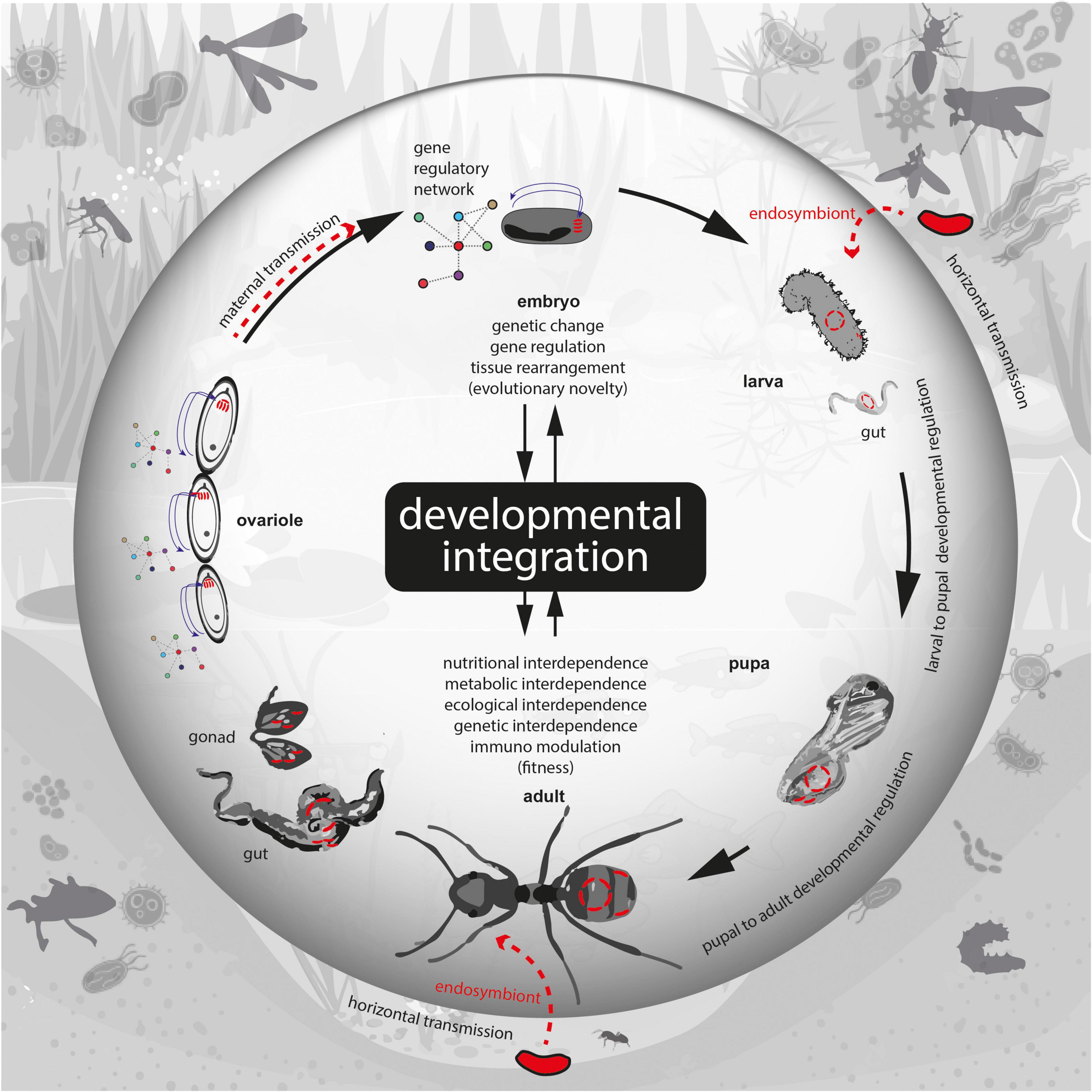 Laboratory maintenance of the bacterial endosymbiont, Neorickettsia sp.,  through the life cycle of a digenean, Plagiorchis elegans - ScienceDirect