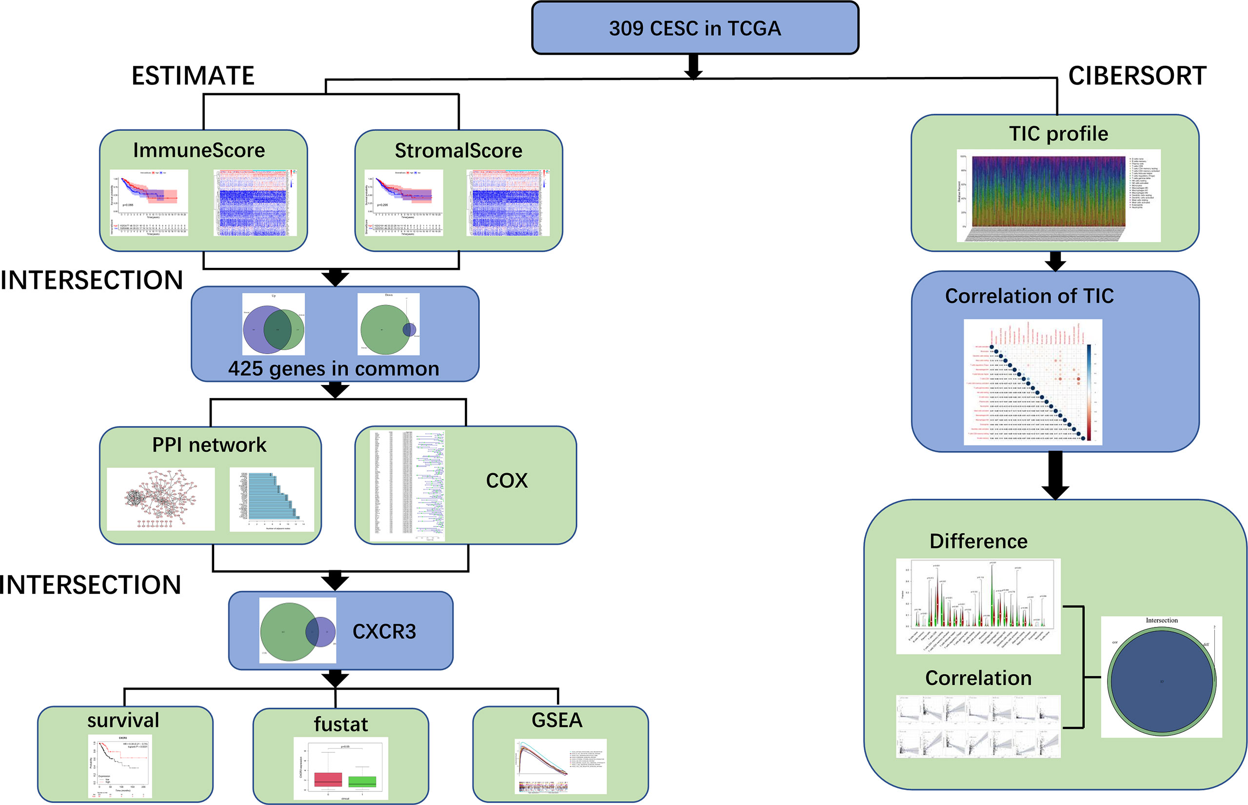 Frontiers | Identification of Novel Tumor Microenvironment 