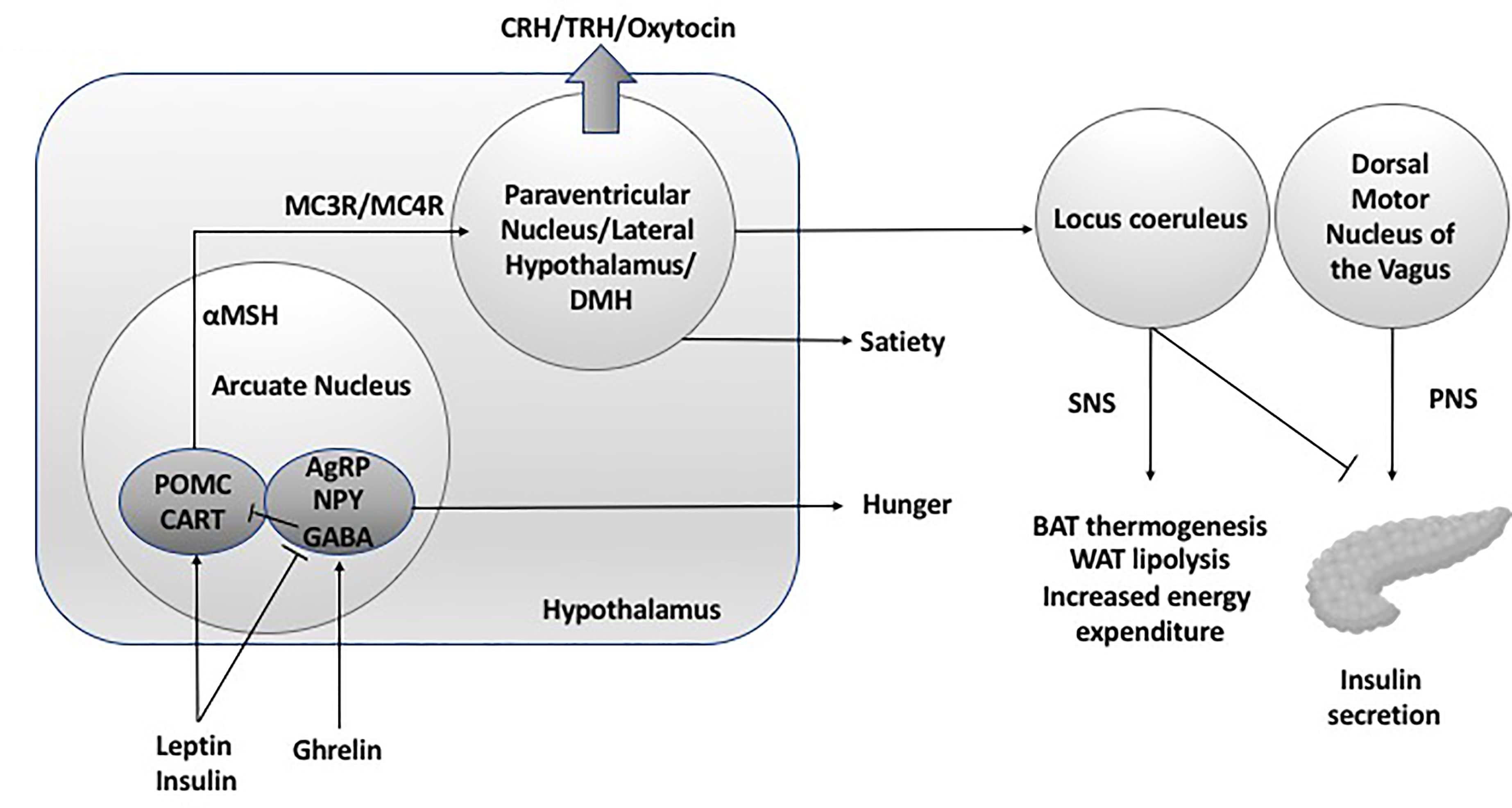 Frontiers | Treatment of Acquired Hypothalamic Obesity: Now and