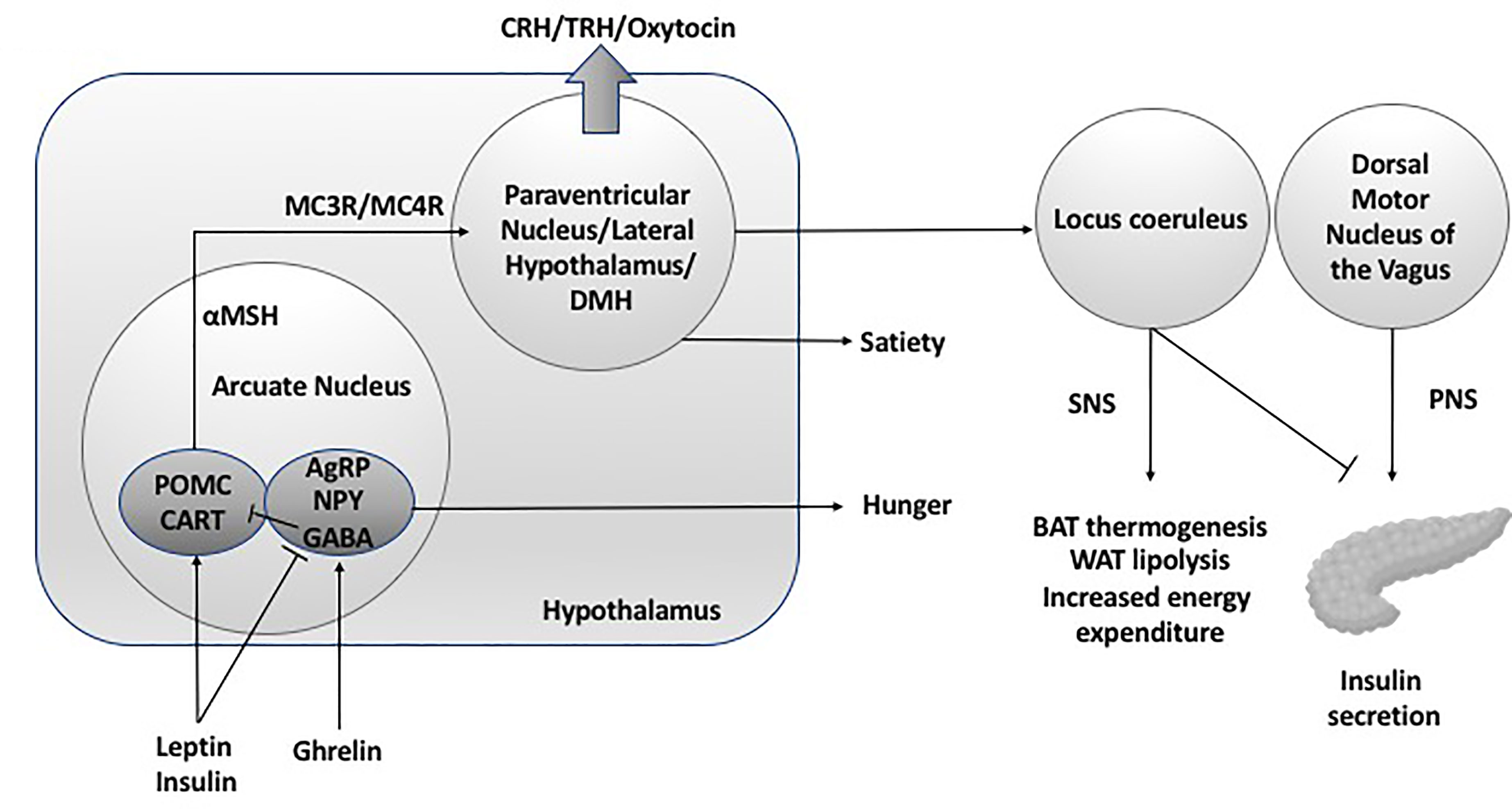 PDF) Hypothalamic loss of Snord116 recapitulates the hyperphagia