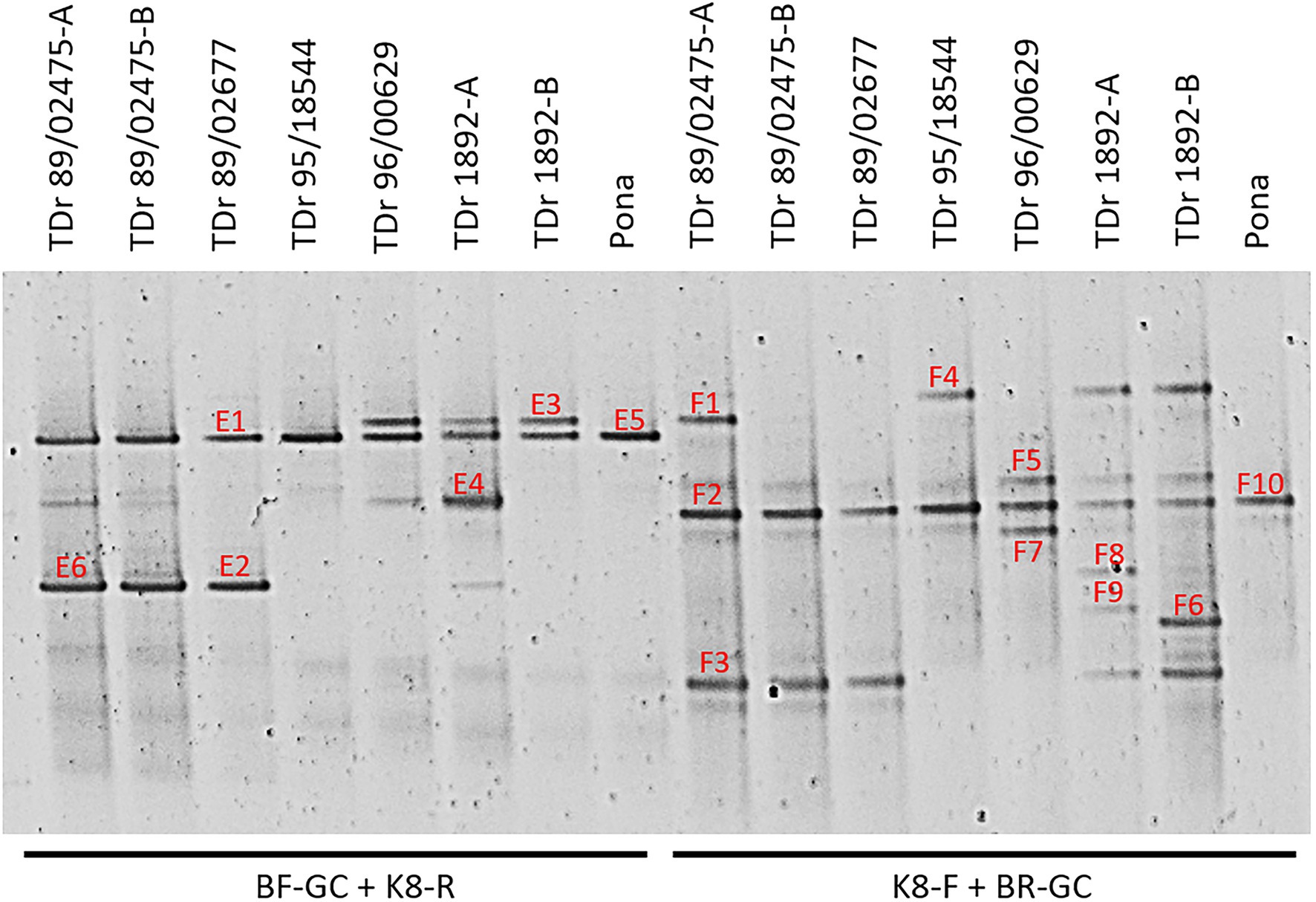 DNA and UV Fluorescence Gels : Syngene G:BOX F3 - Discovery