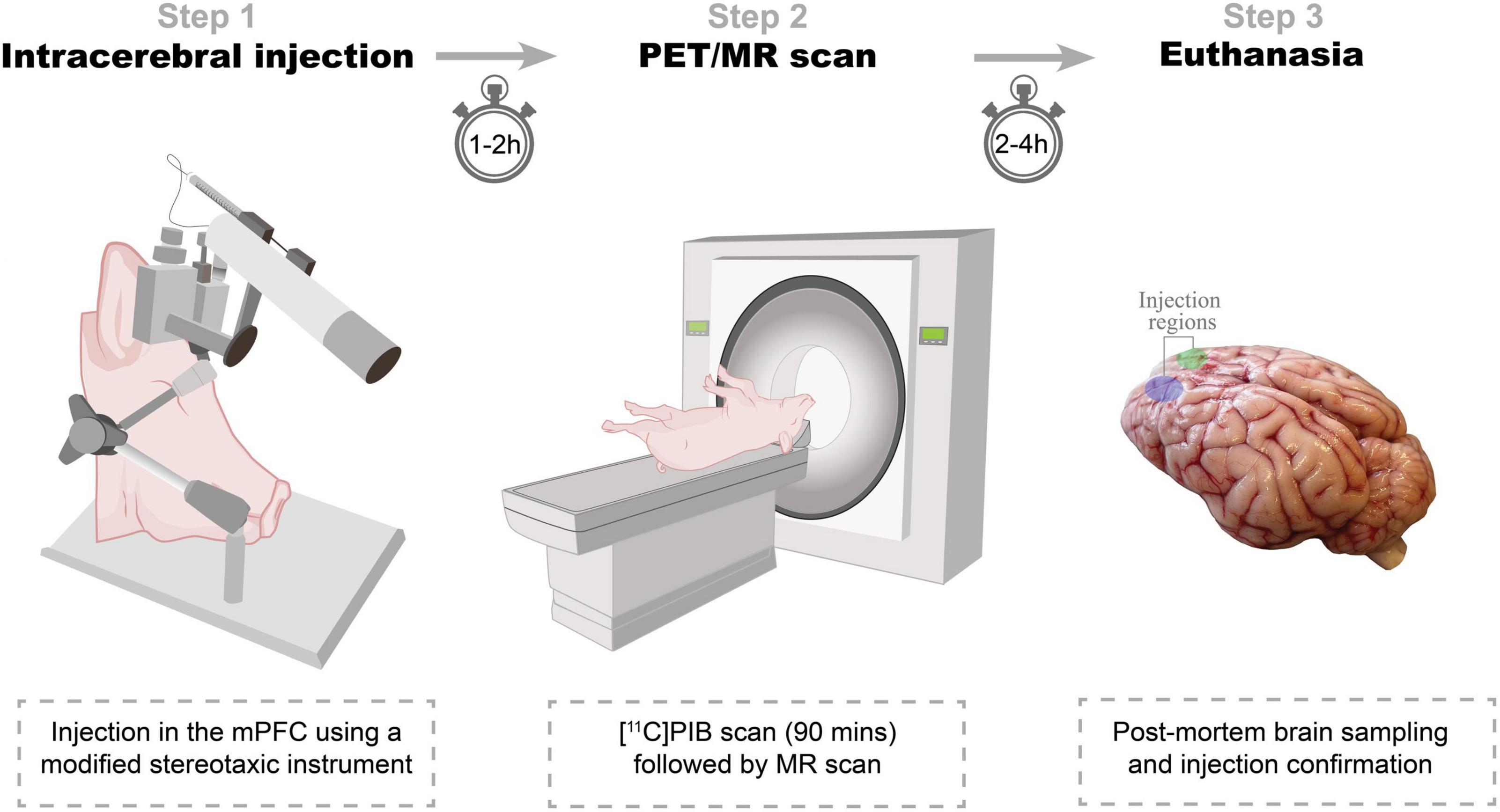 Frontiers | An in vivo Pig Model for Testing Novel Positron Emission  Tomography Radioligands Targeting Cerebral Protein Aggregates
