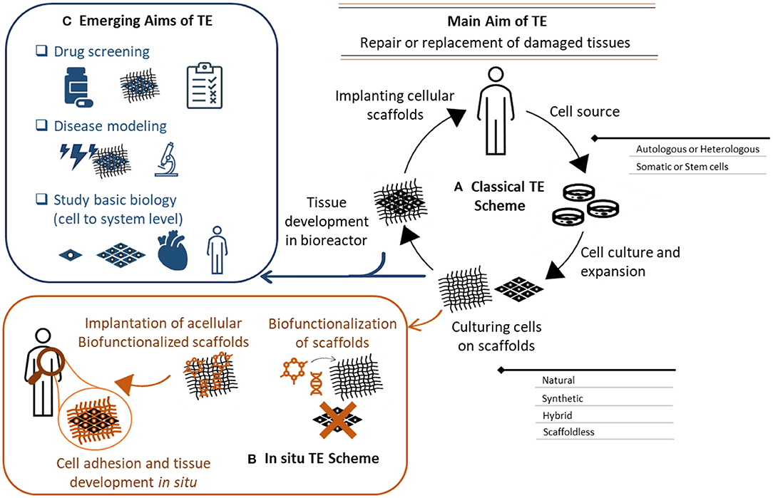 Importance of toxicity testing in drug discovery and research