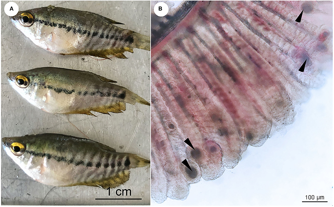 Frontiers Co infection of Candidatus Piscichlamydia Trichopodus Order Chlamydiales and Henneguya sp. Myxosporea Myxobolidae in Snakeskin Gourami Trichopodus pectoralis Regan 1910