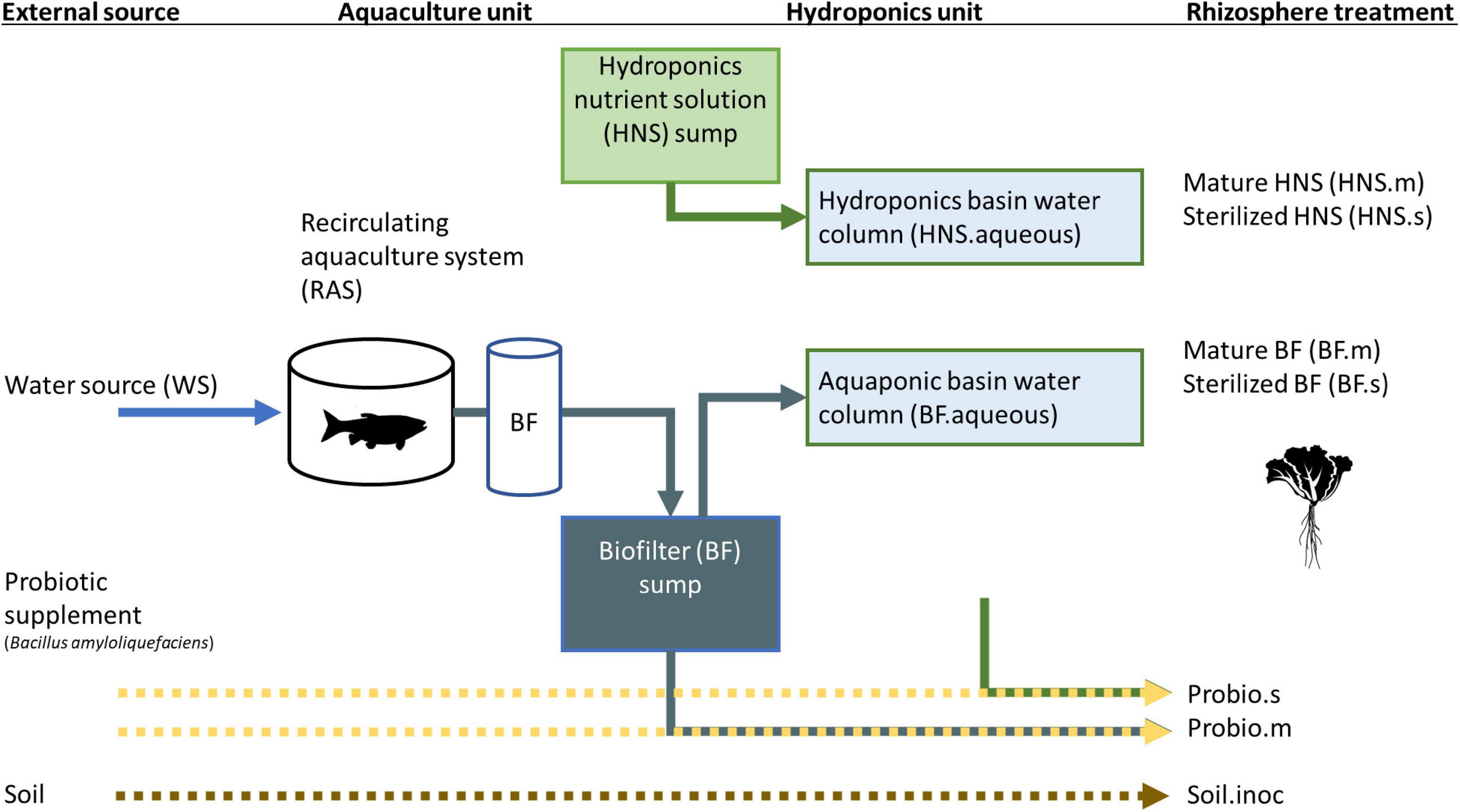 Plante hydroponique pour animaux de compagnie, bac à germes pour chat, pot  Lauren, boîte de culture pour la germination, la digestion, la serre, la