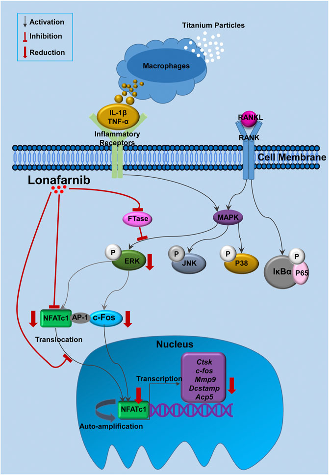 The ERK Signal Transduction Pathway: R&D Systems