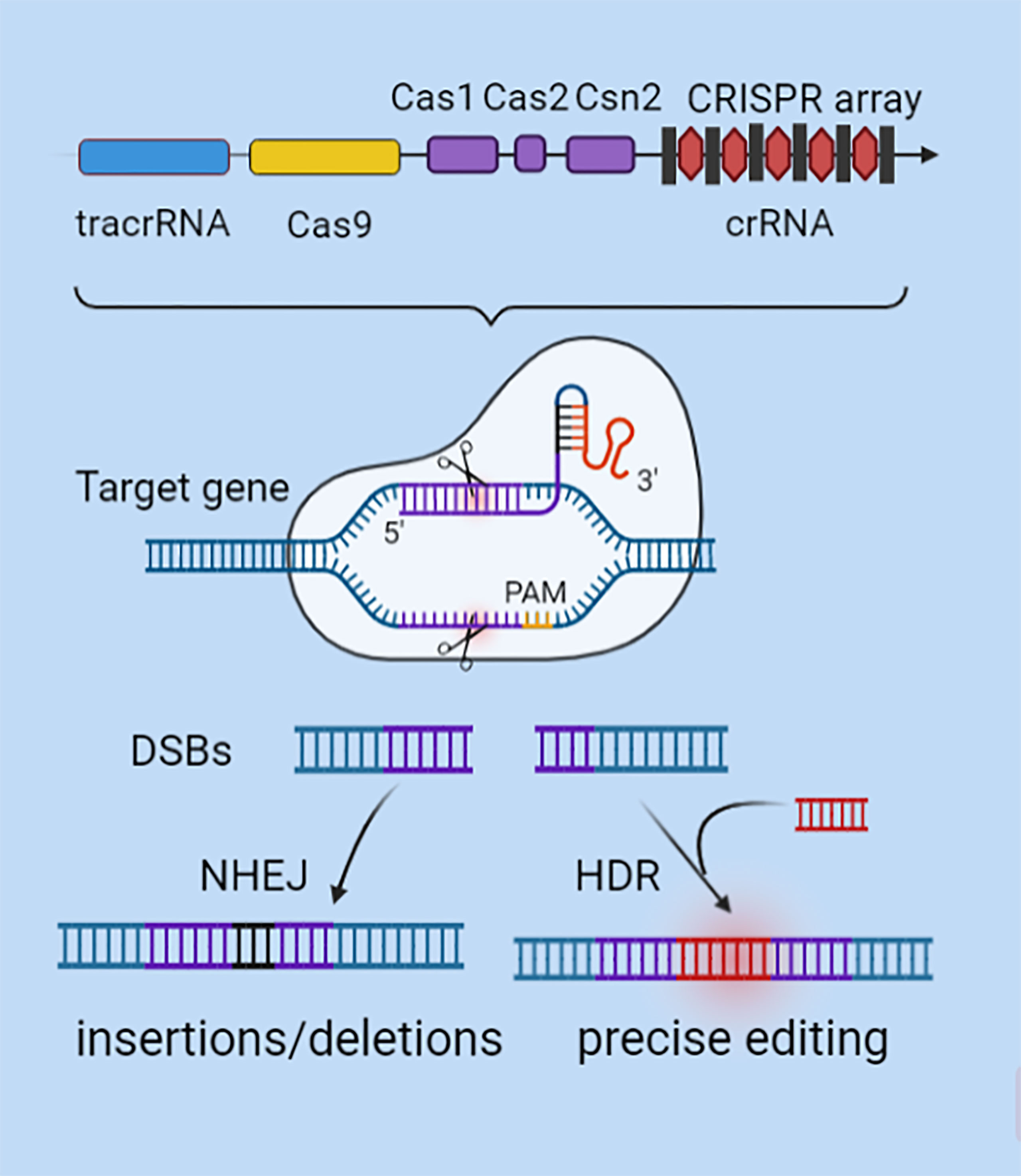 Full article: Epigenetic treatment of multiple myeloma mediates tumor  intrinsic and extrinsic immunomodulatory effects