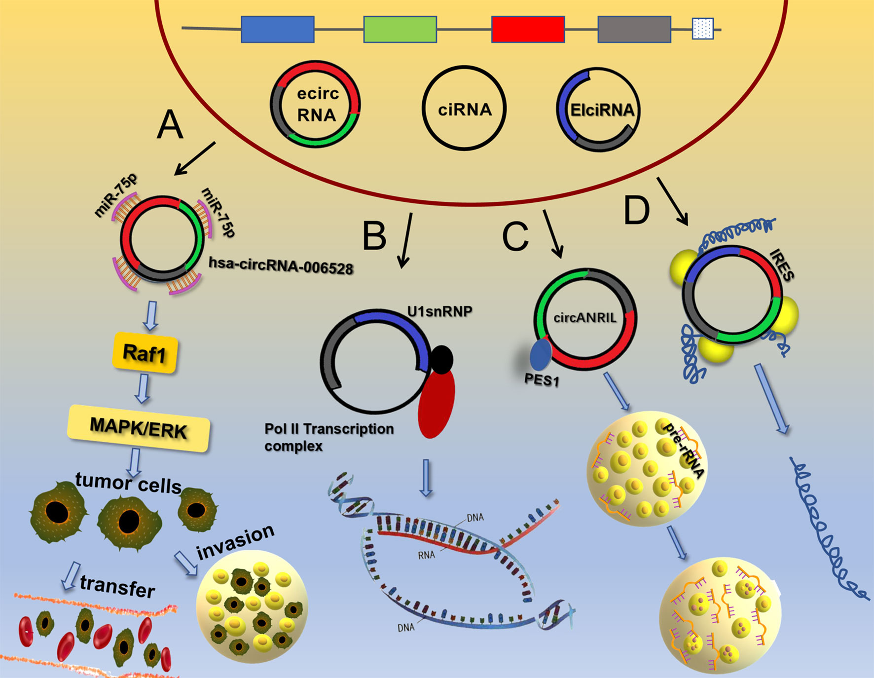 Frontiers | Circular RNAs and Their Role in Exosomes