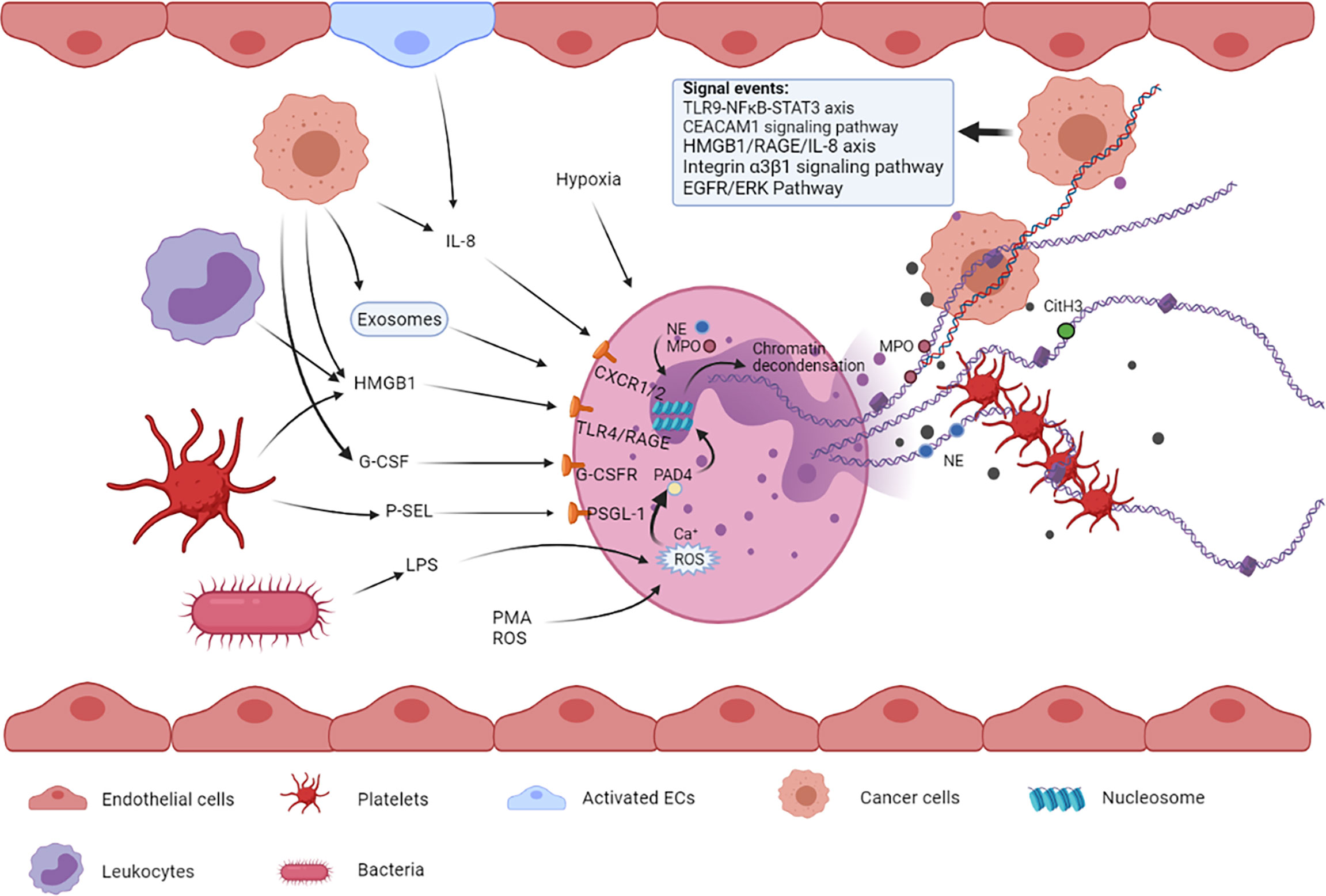 Frontiers  The Significance of Neutrophil Extracellular Traps in