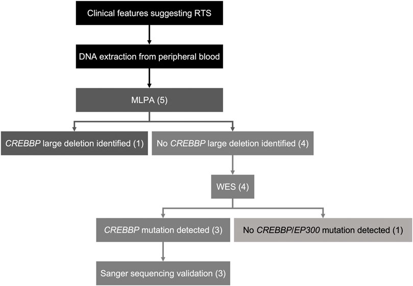 High frequency of copy number imbalances in Rubinstein–Taybi patients  negative to CREBBP mutational analysis