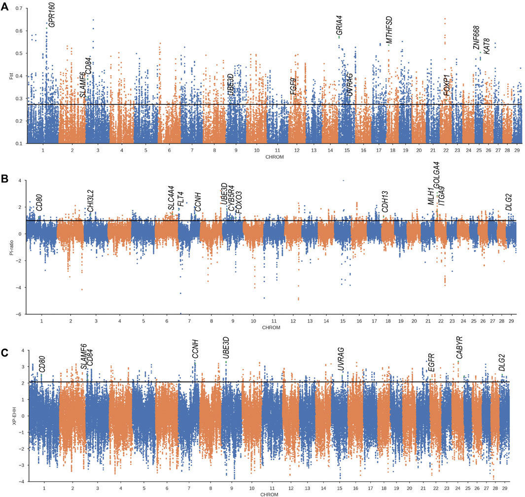 Signatures of natural selection and ethnic-specific prevalence of