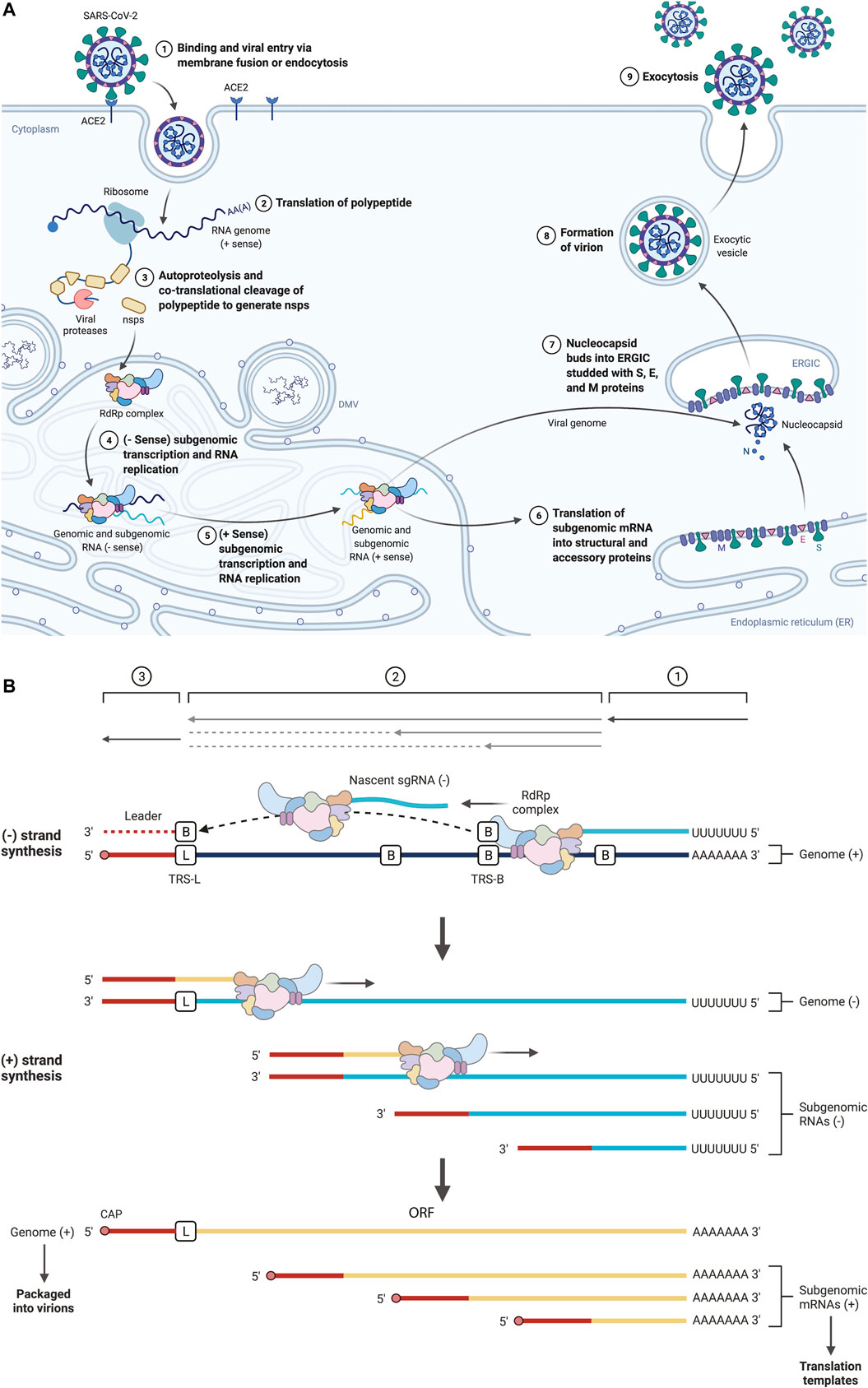 Viral 2. hotsell