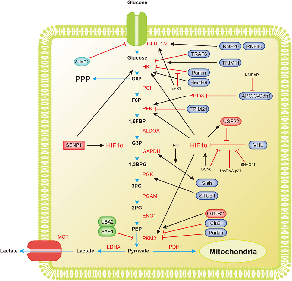 Всасывание аминокислот и глюкозы механическое. Metabolic Map of cholesterol.
