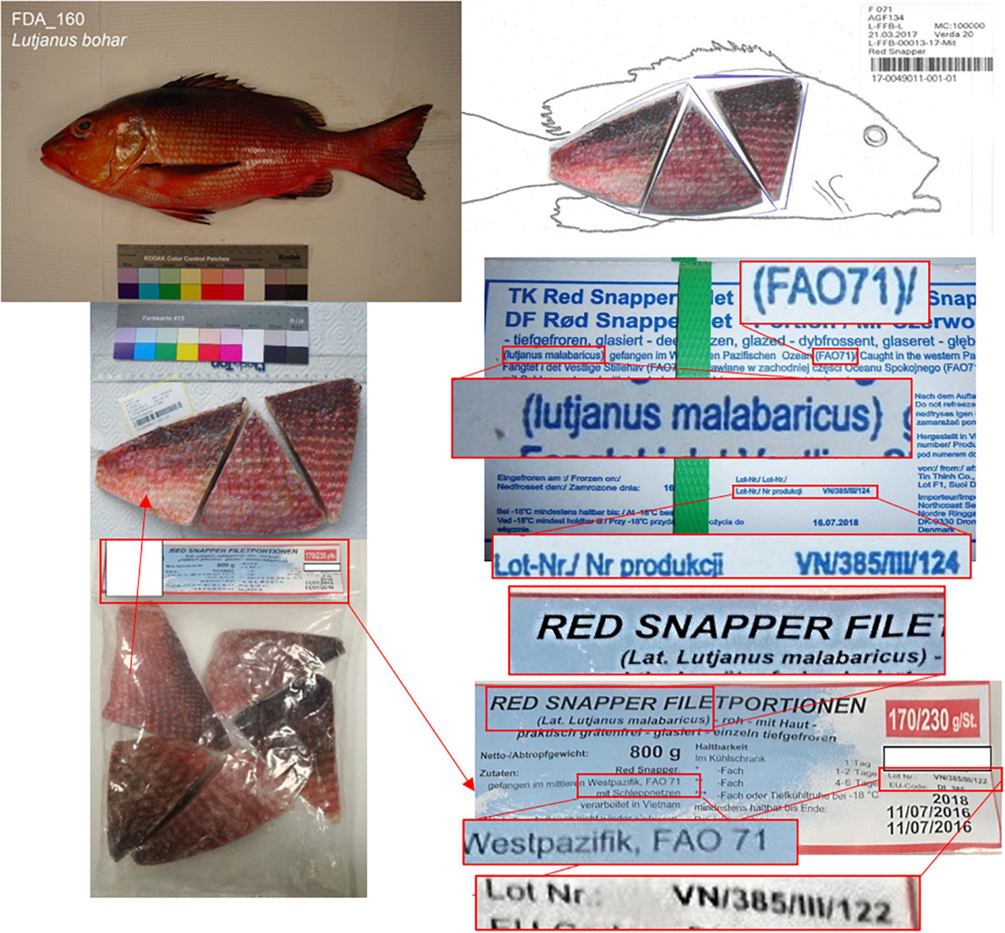 Frontiers  Food Safety Risk in Germany From Mislabeled Imported Fish:  Ciguatera Outbreak Trace-Back, Toxin Elucidation, and Public Health  Implications