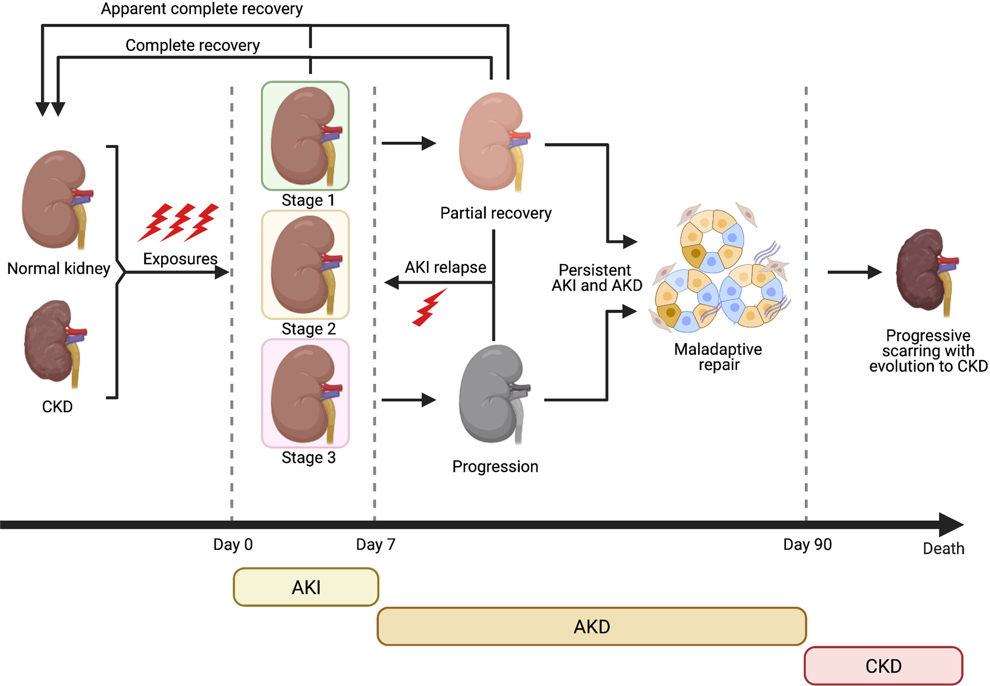 Simplified modeling of E. coli mortality after genome damage