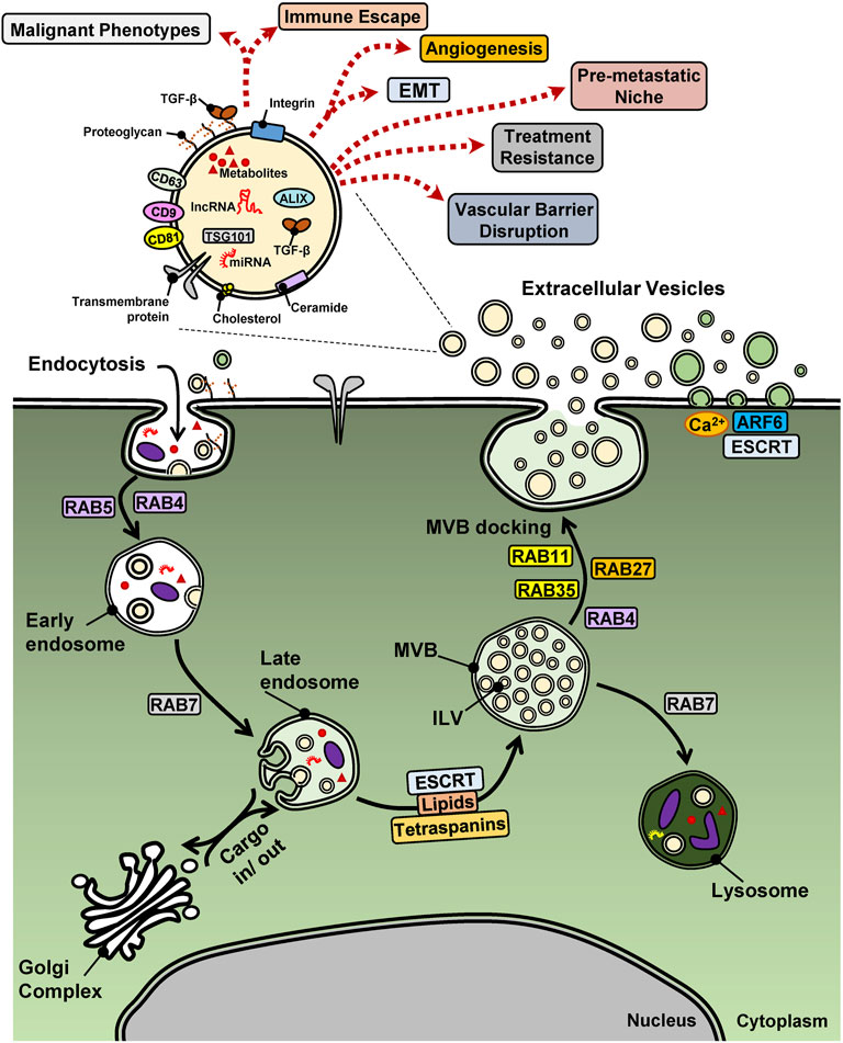 Fra-1/AP-1 induces EMT in mammary epithelial cells by modulating Zeb1/2 and  TGFβ expression