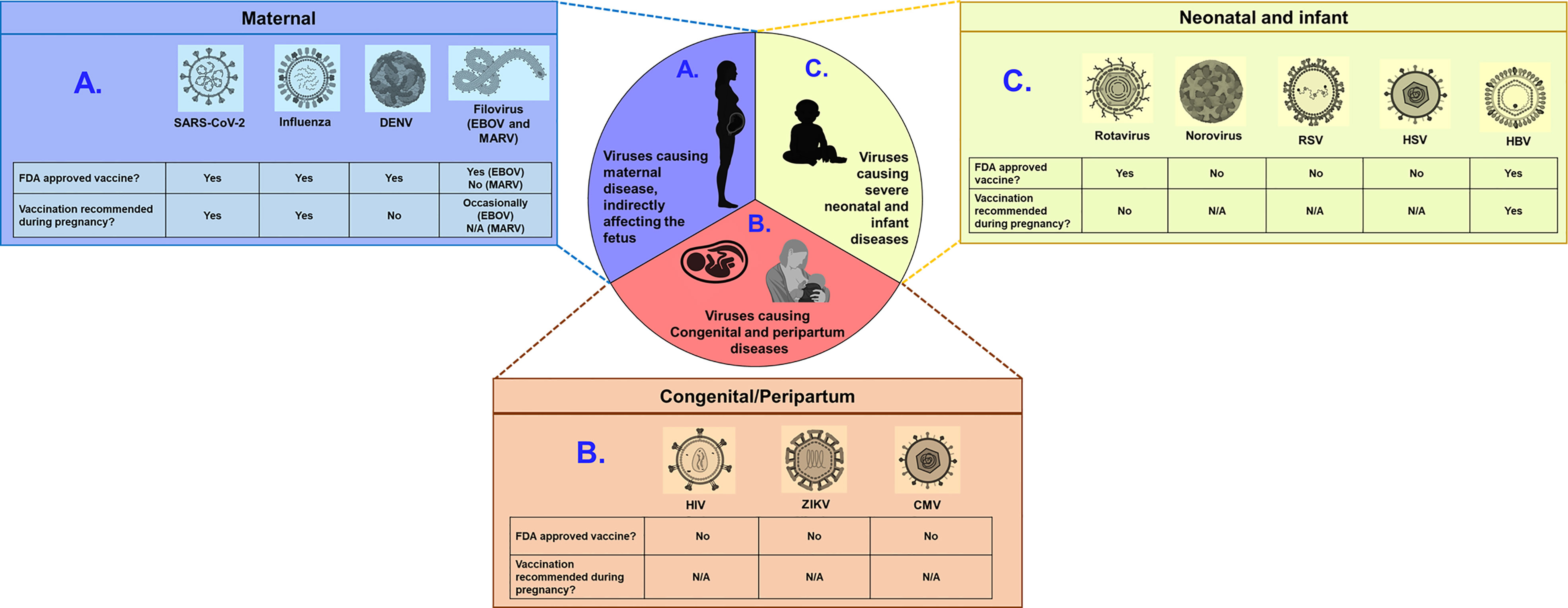 Frontiers  Prenatal Immunization to Prevent Viral Disease Outcomes During  Pregnancy and Early Life