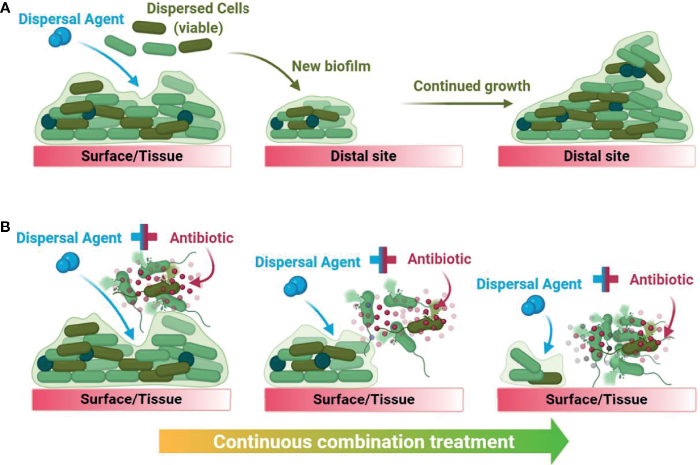 Inhibits biofilm formation