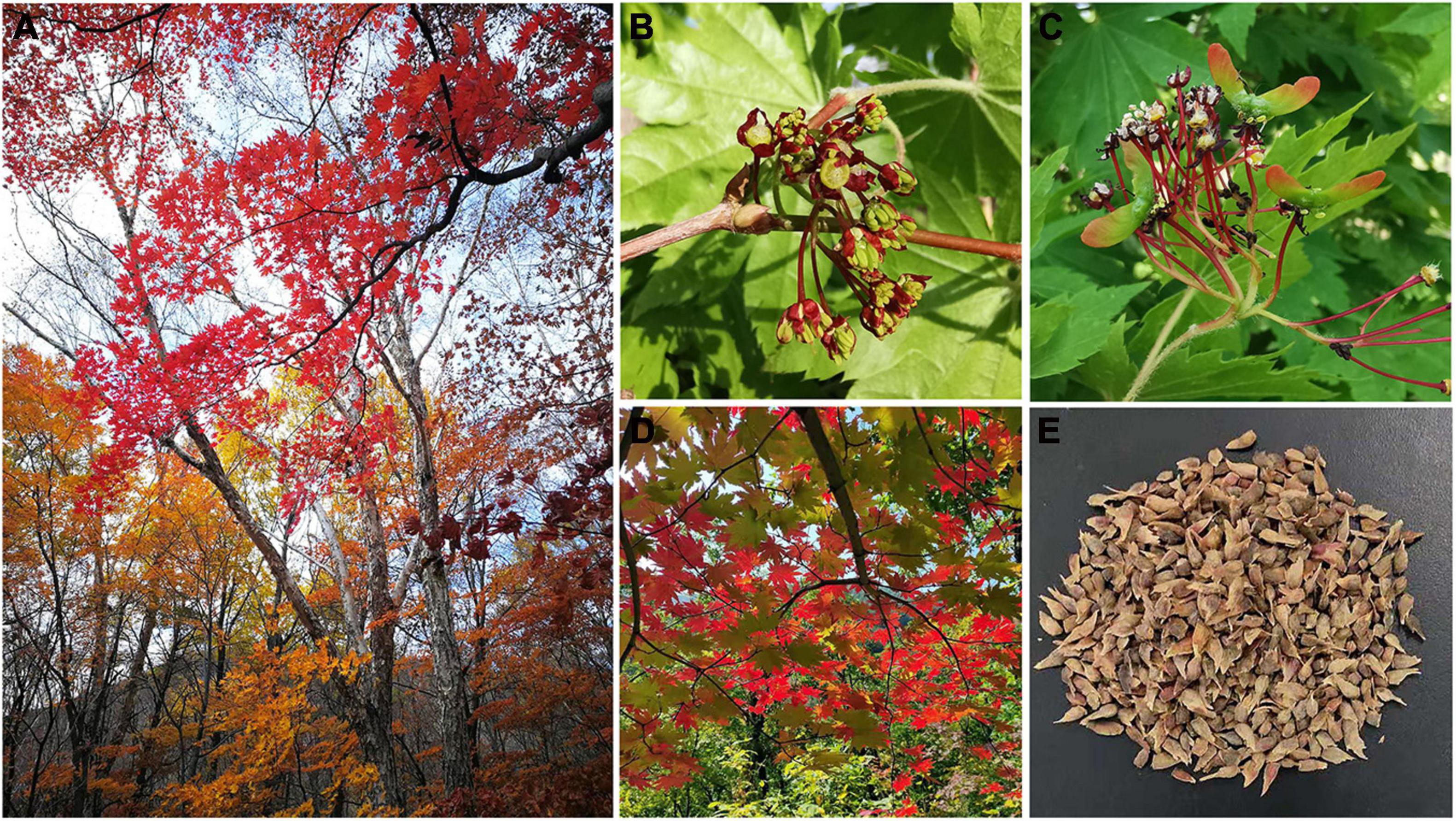 13 Beautiful Species of Maple Trees