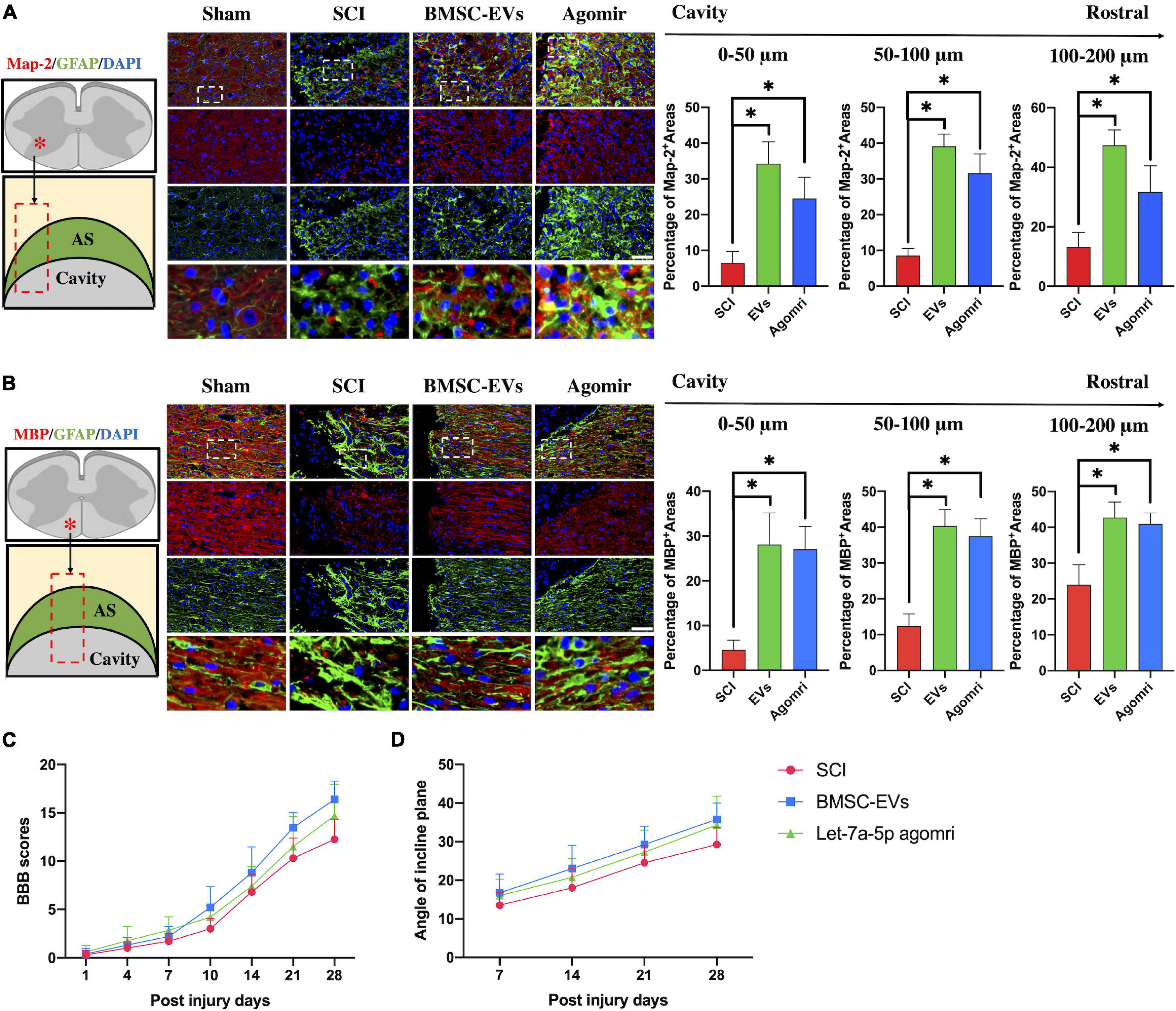 Frontiers Micro Rna Let 7a 5p Derived From Mesenchymal Stem Cell Derived Extracellular