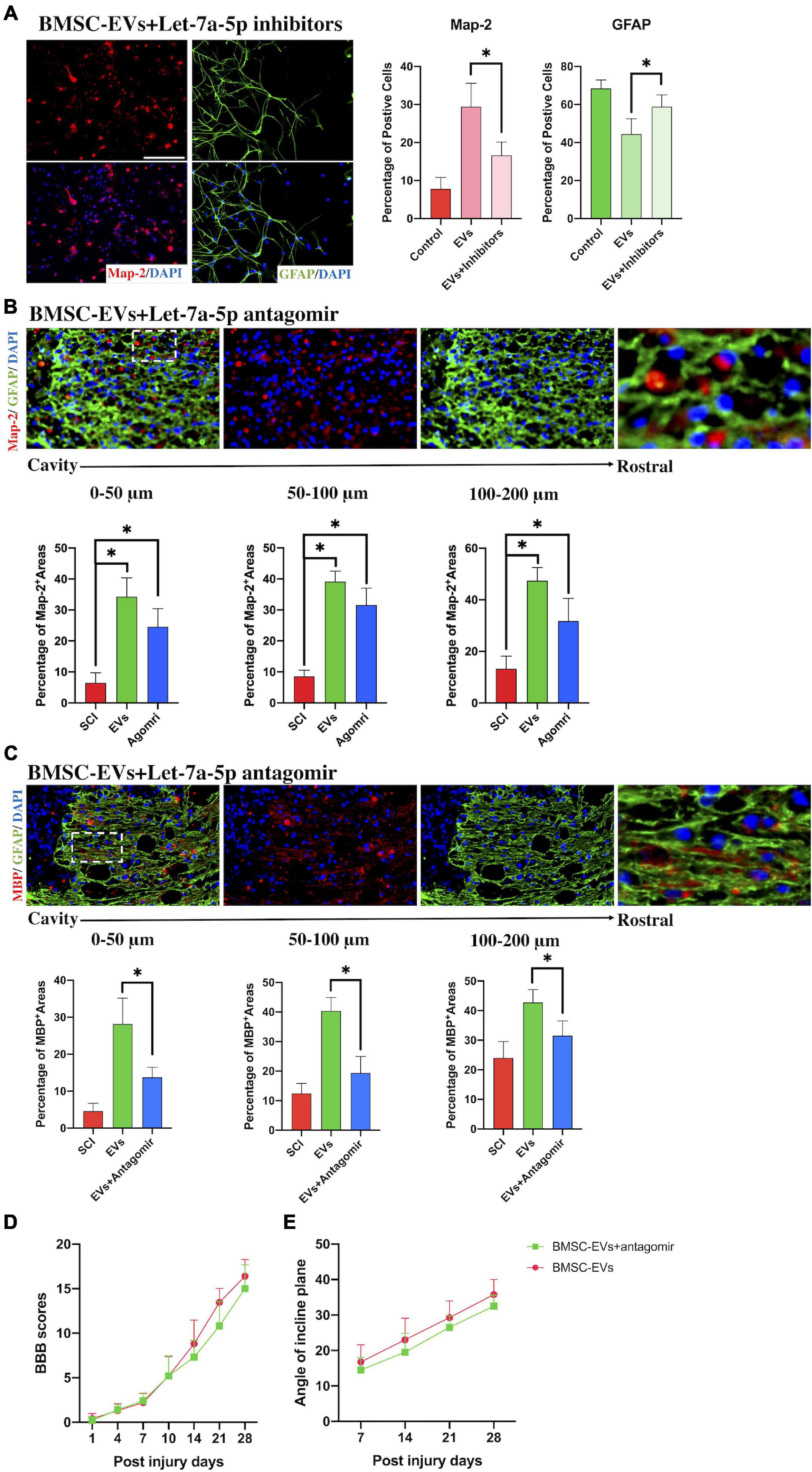 Frontiers Micro Rna Let 7a 5p Derived From Mesenchymal Stem Cell Derived Extracellular