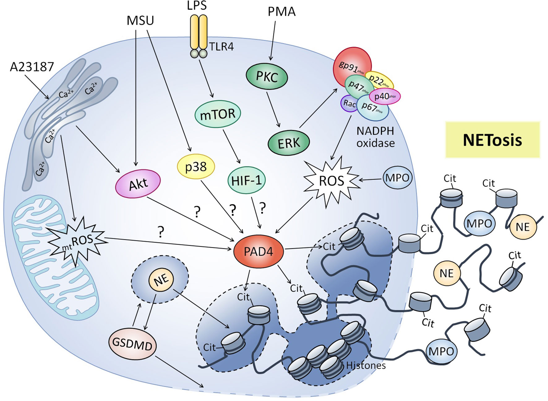 Frontiers The Significance of Neutrophil Extracellular Traps in