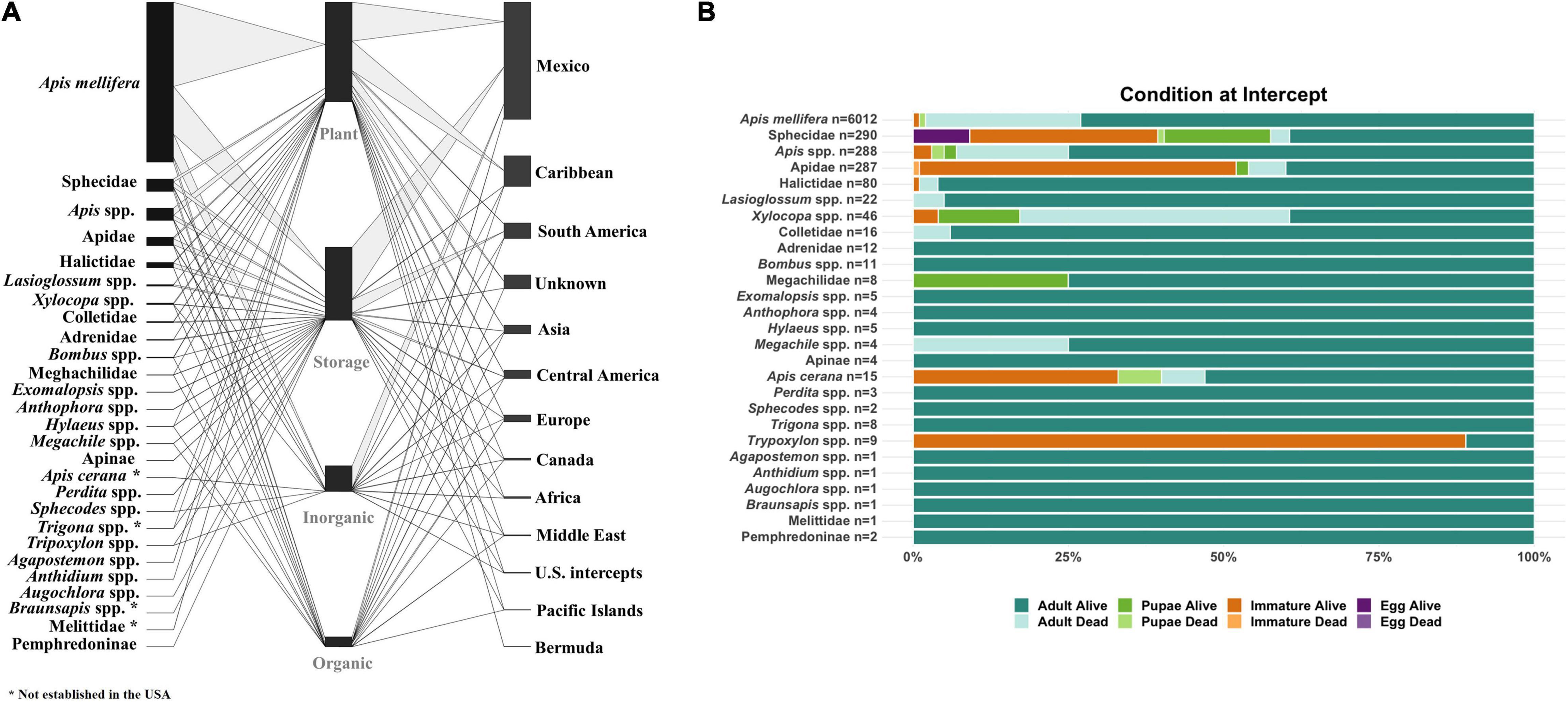 Western Honey Bees Most Likely Originated in Asia, Researchers Find -  EcoWatch