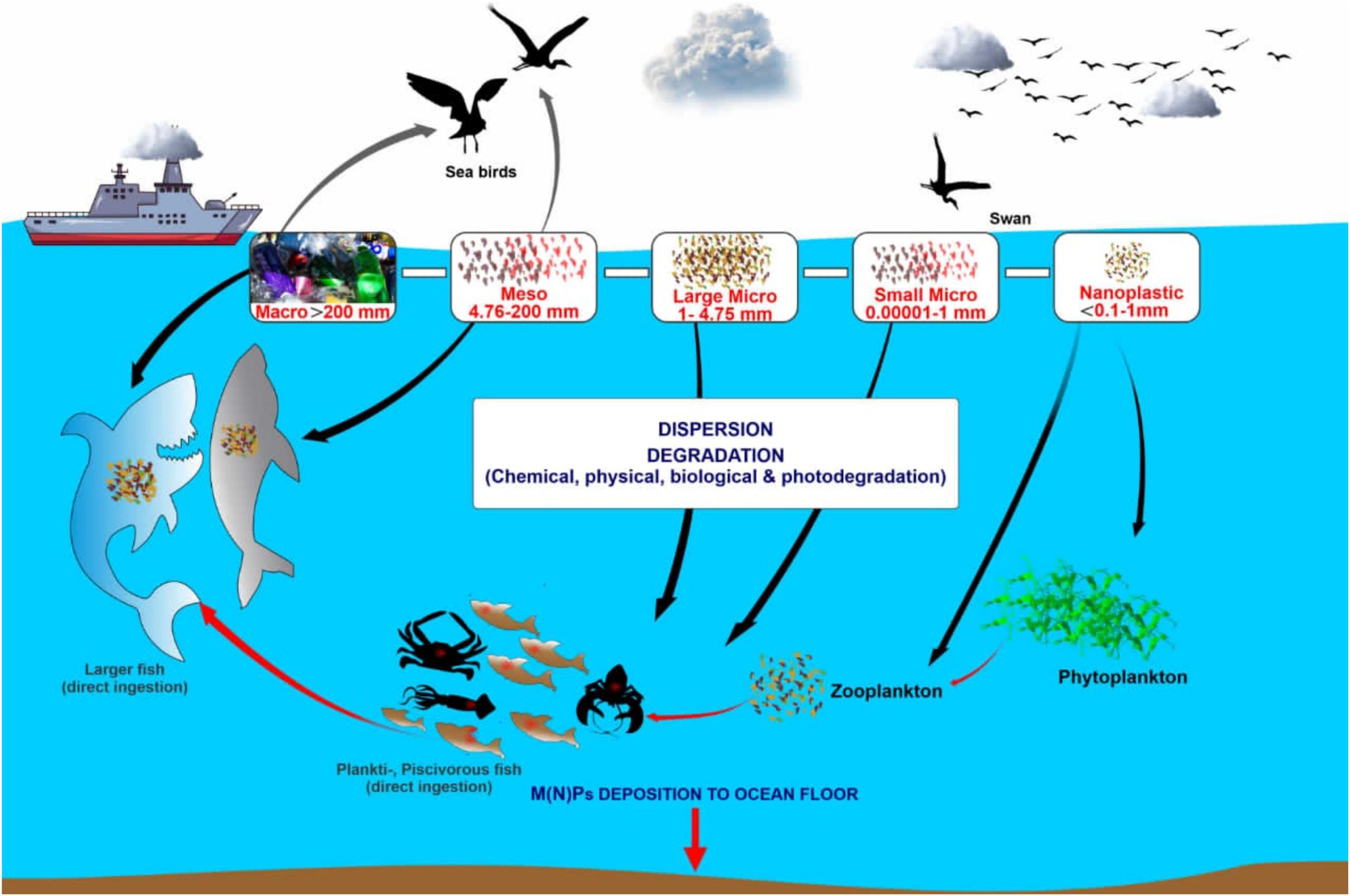 Microplastic distribution in different tissues of small pelagic fish of the  Northeast Atlantic Ocean - ScienceDirect