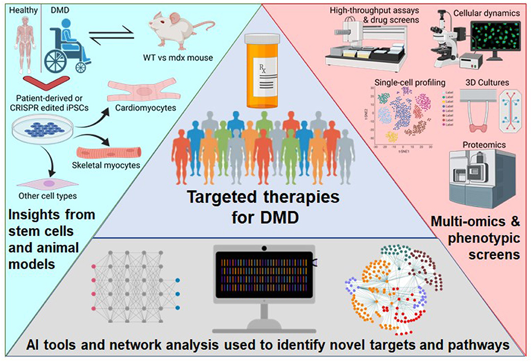 Frontiers  Current Pharmacological Strategies for Duchenne