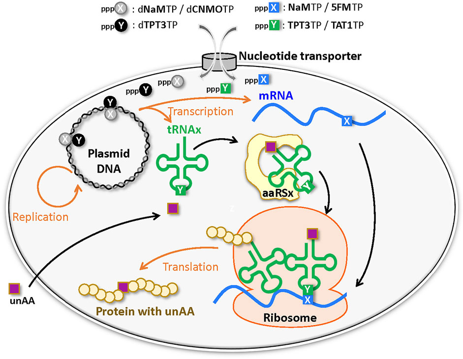 Assigning functionality to cysteines by base editing of cancer