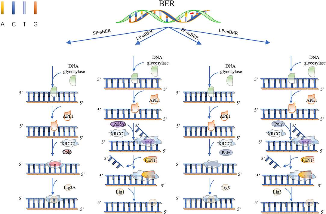 Cockayne Syndrome: Most Up-to-Date Encyclopedia, News & Reviews