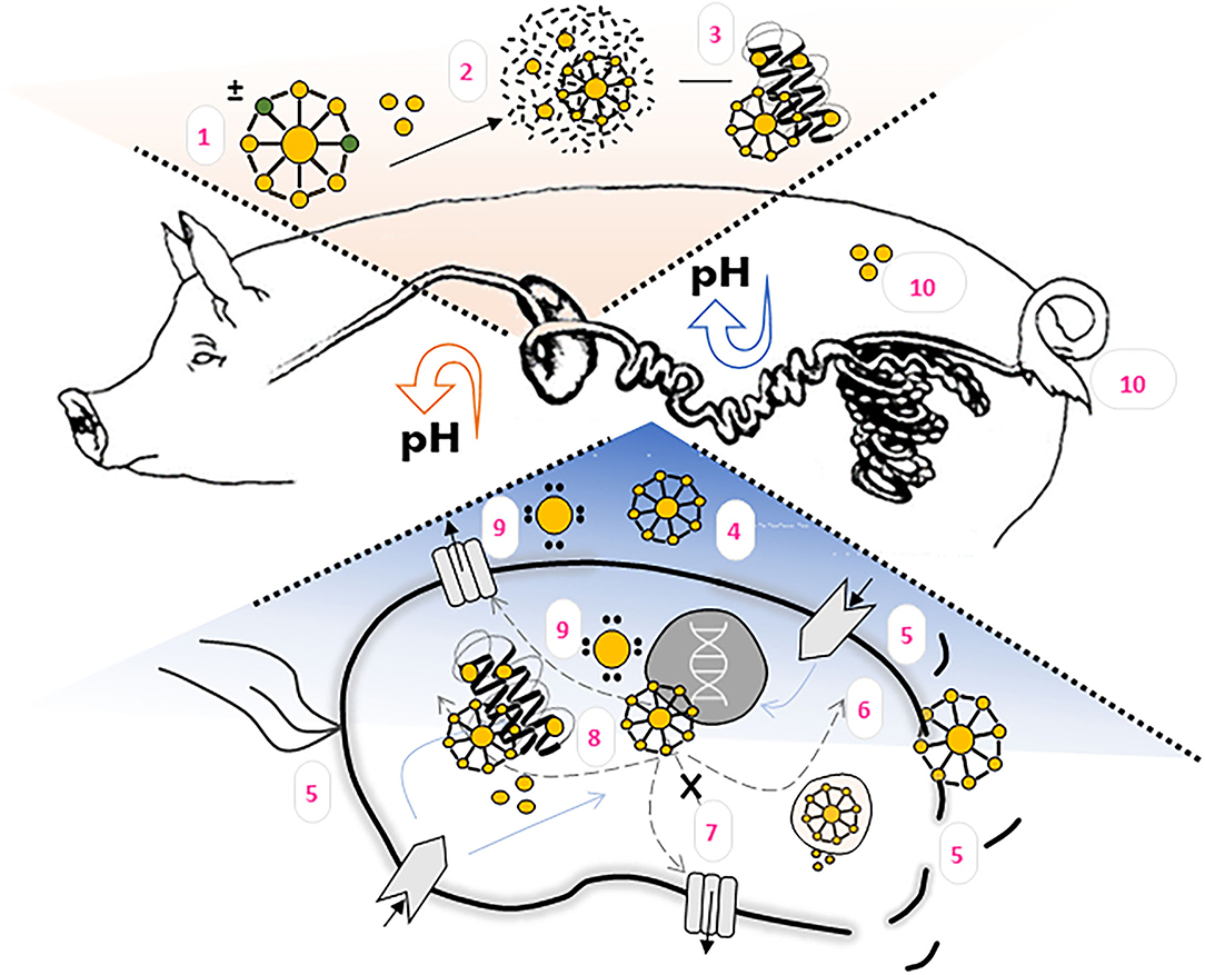 Frontiers  Importance of Zinc Nanoparticles for the Intestinal Microbiome  of Weaned Piglets