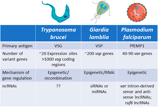 The role played by alternative splicing in antigenic variability in