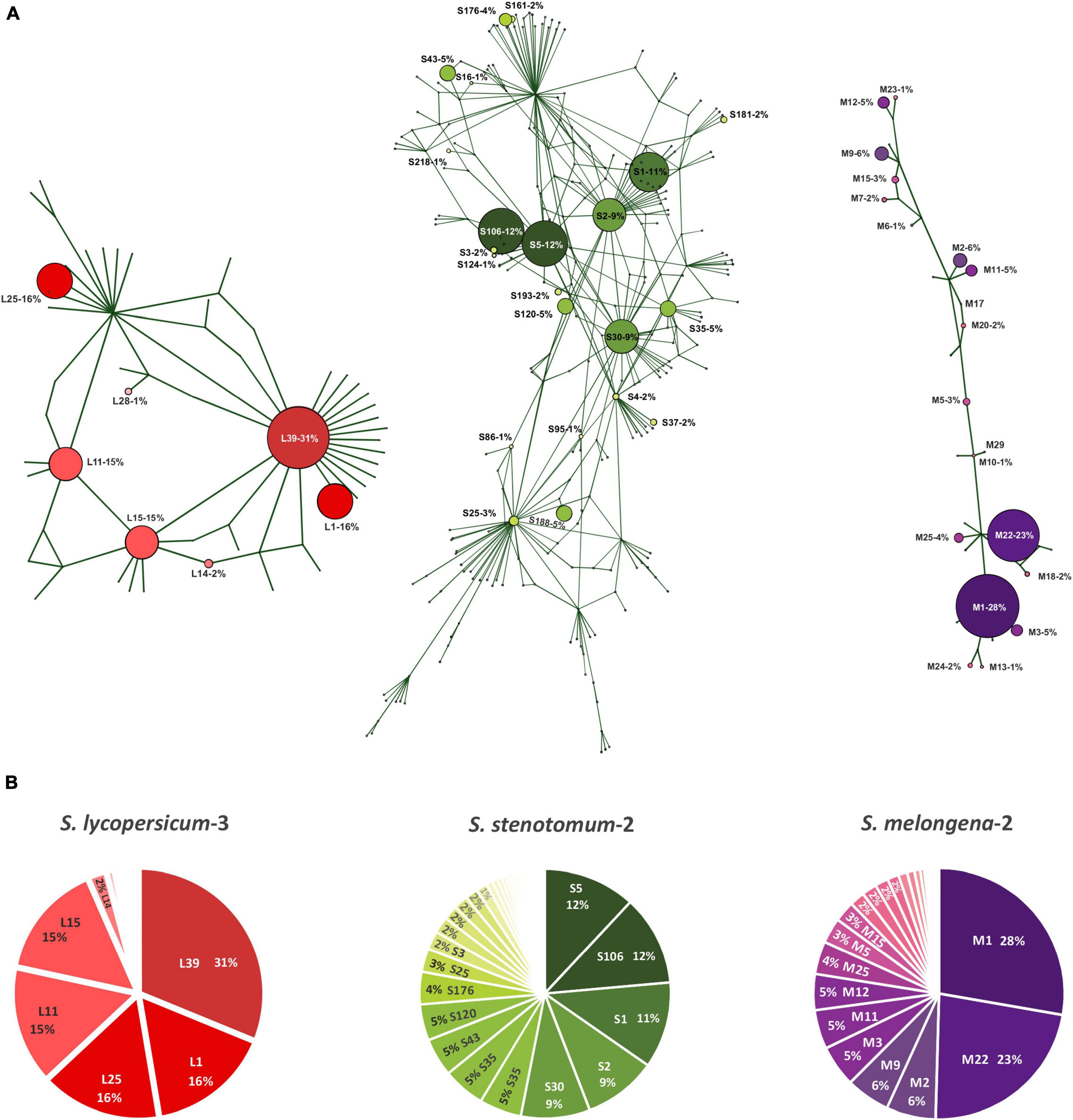 A revision of the “spiny solanums” of Tropical Asia (Solanum, the  Leptostemonum Clade, Solanaceae)