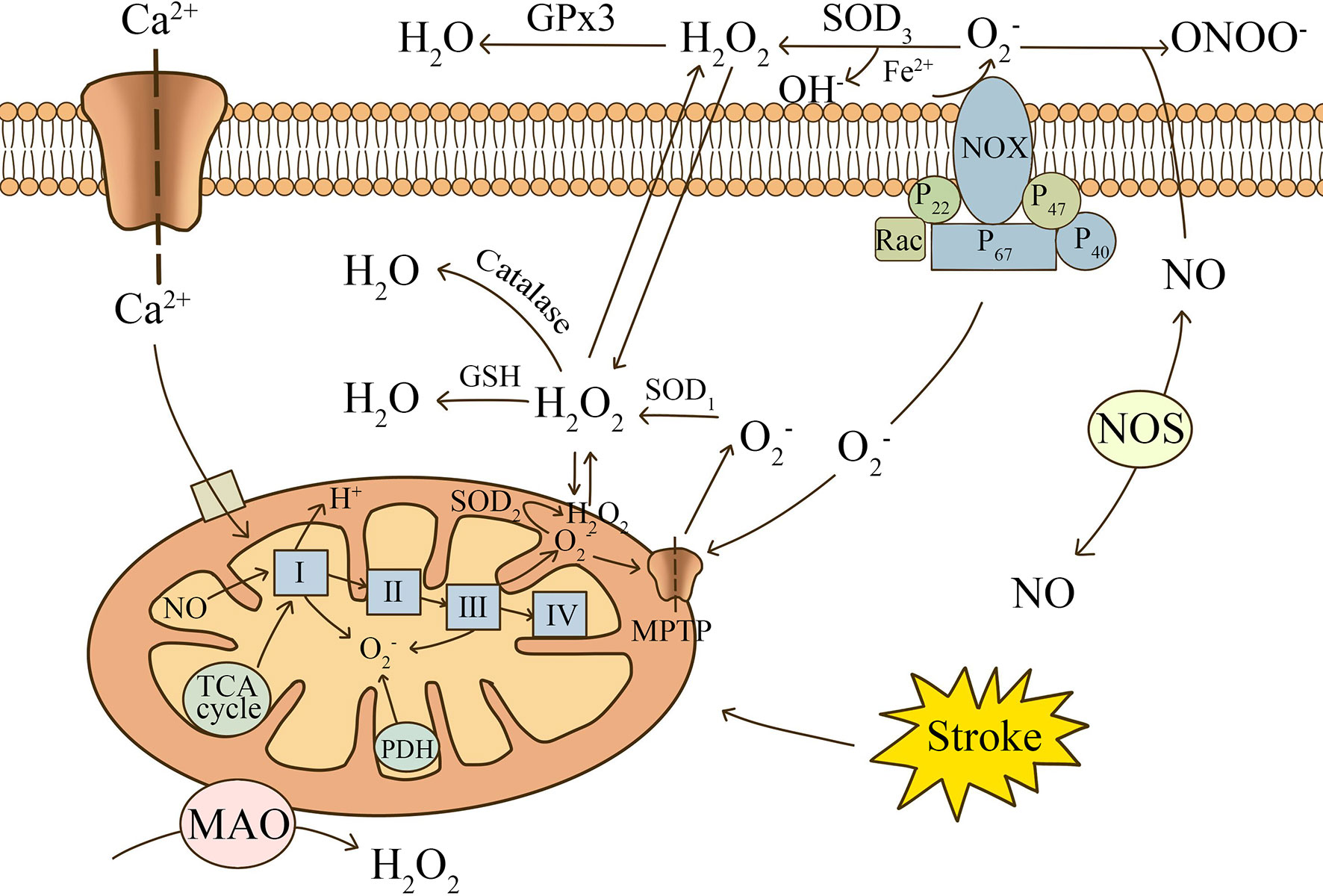 Frontiers  Astrocyte Glutamate Uptake and Signaling as Novel Targets for  Antiepileptogenic Therapy