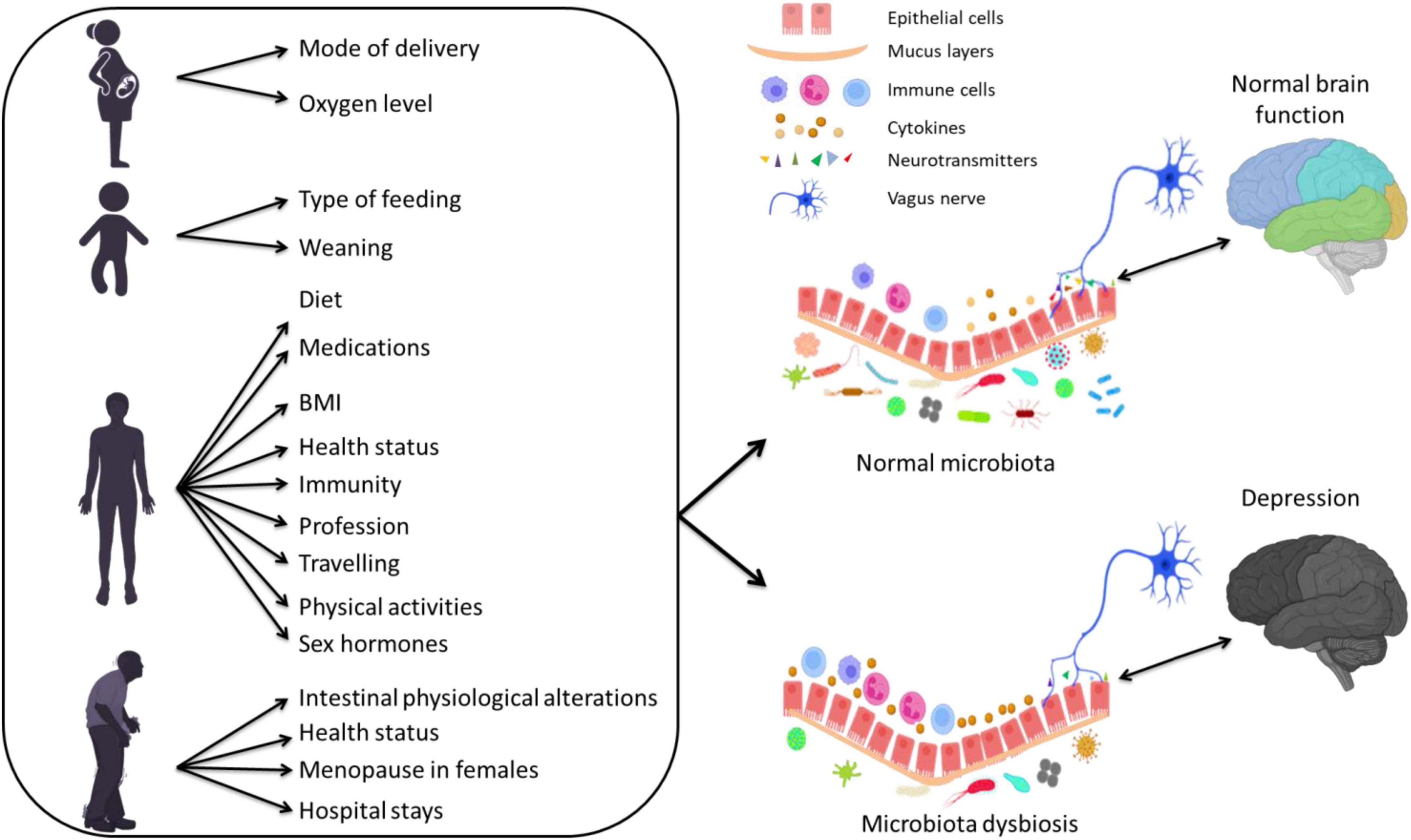 Frontiers  A Reciprocal Link Between Gut Microbiota, Inflammation and  Depression: A Place for Probiotics?