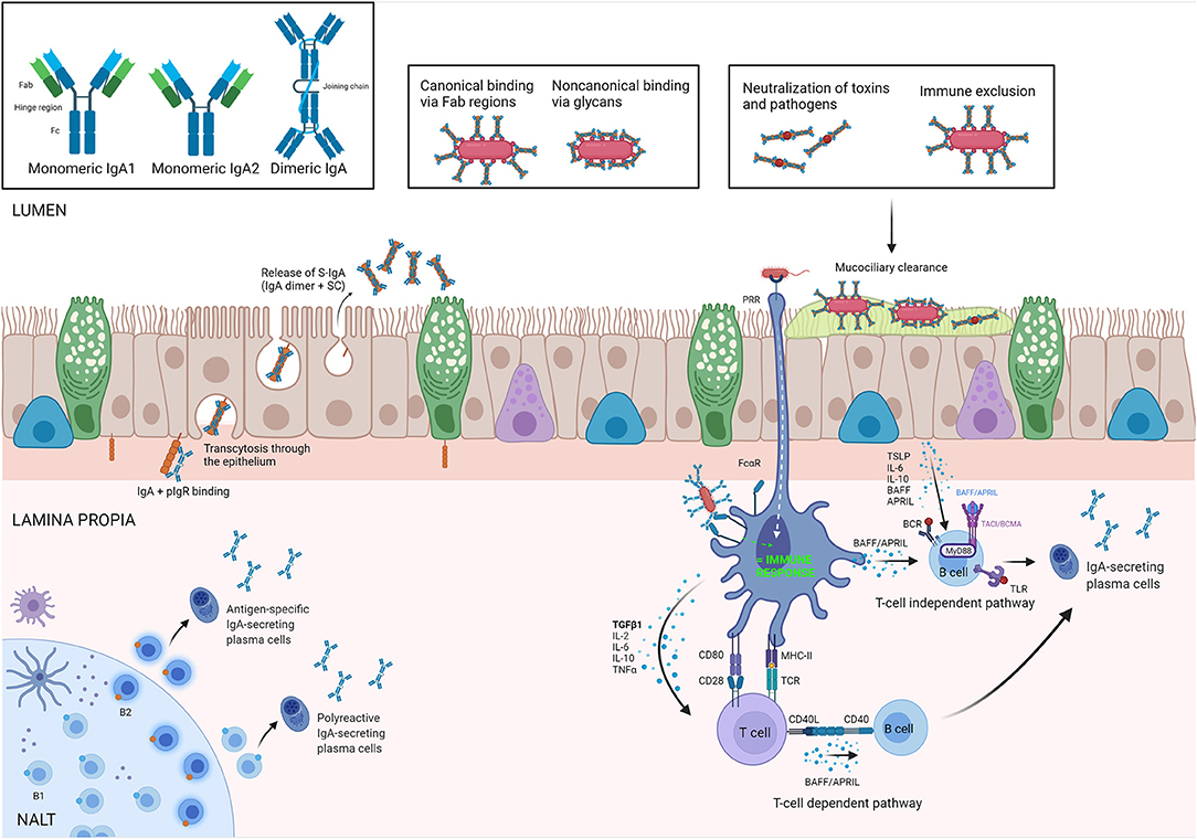 Microbial ecology perturbation in human IgA deficiency