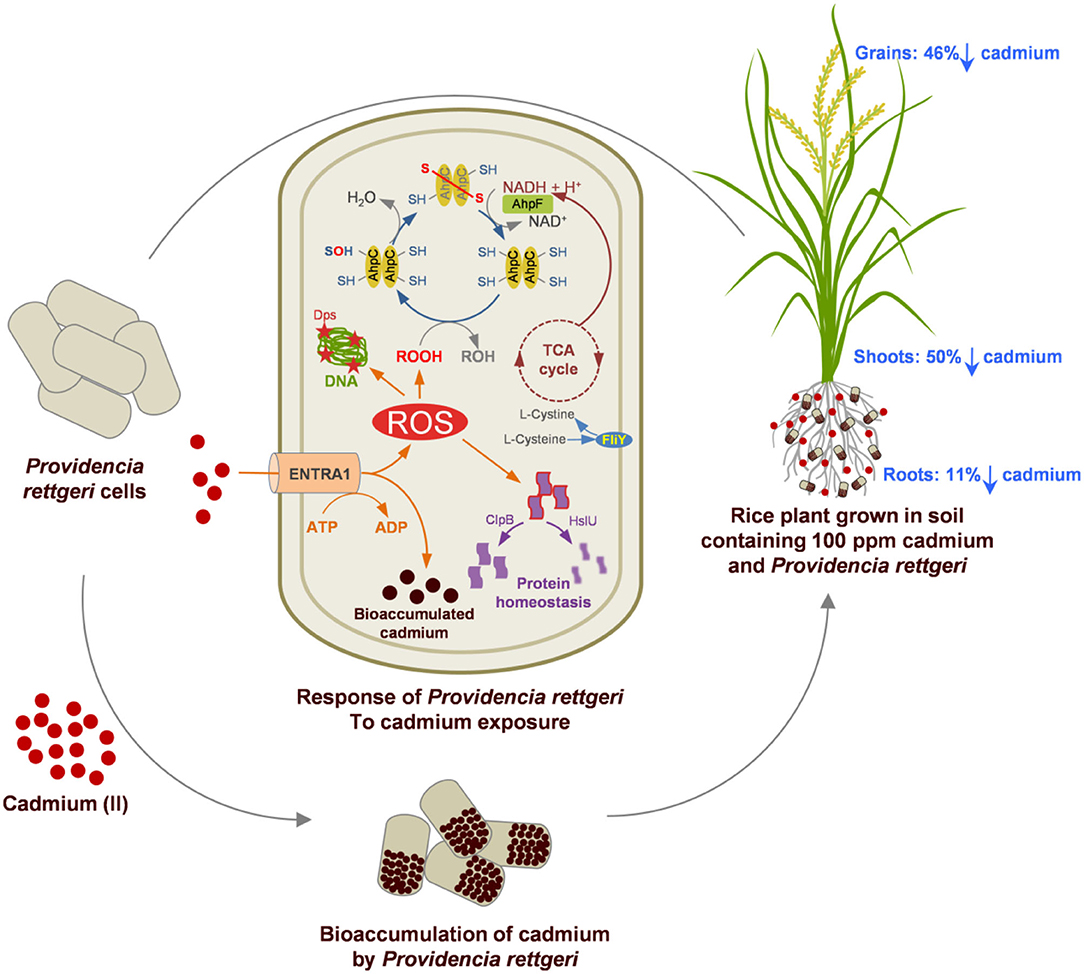 Frontiers Proteomic Perspective of Cadmium Tolerance in Providencia