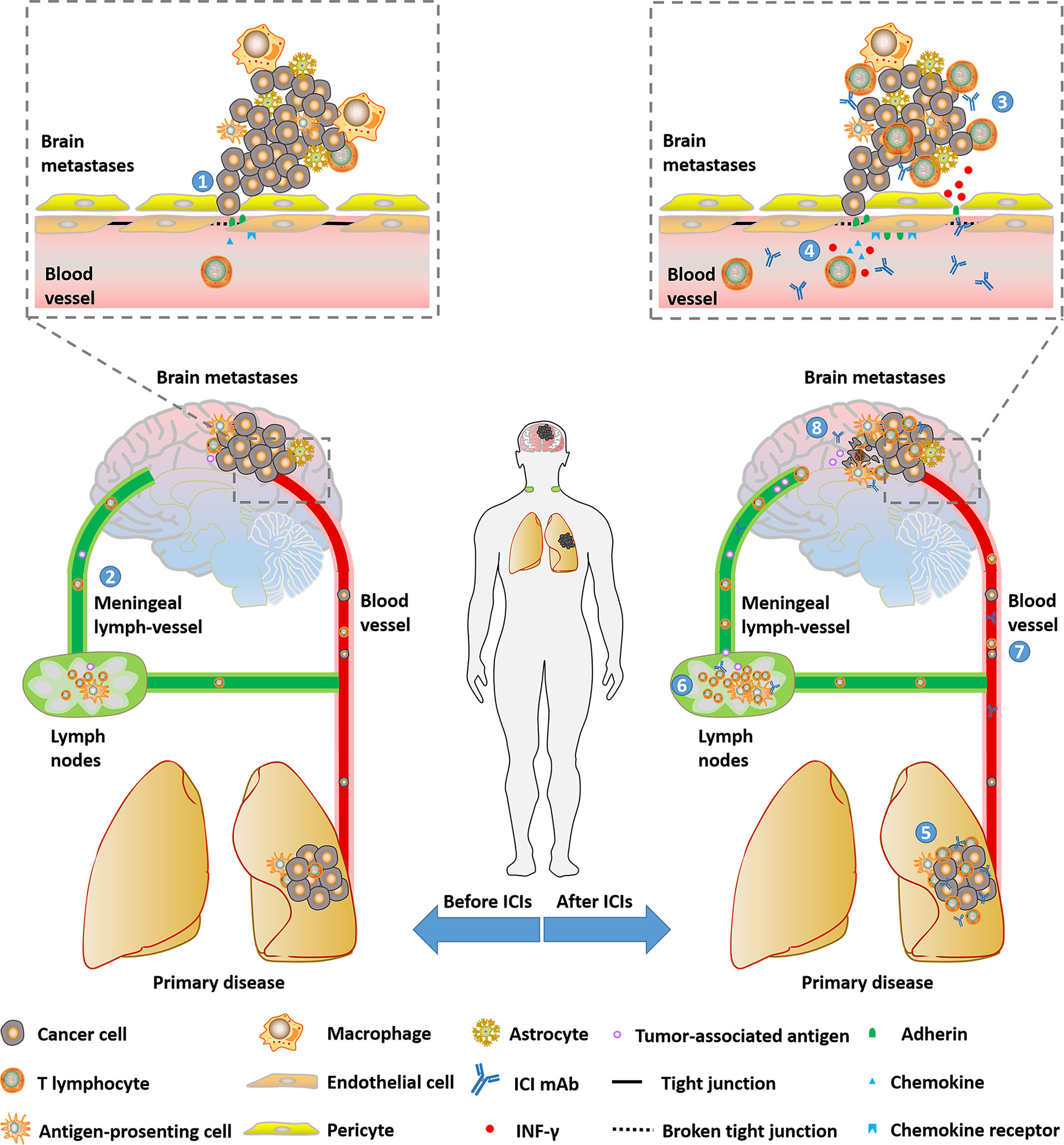 Frontiers Navigate Towards The Immunotherapy Era Value Of Immune