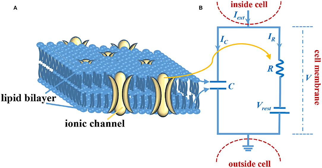 Frontiers  Synaptic Plasticity in Memristive Artificial Synapses