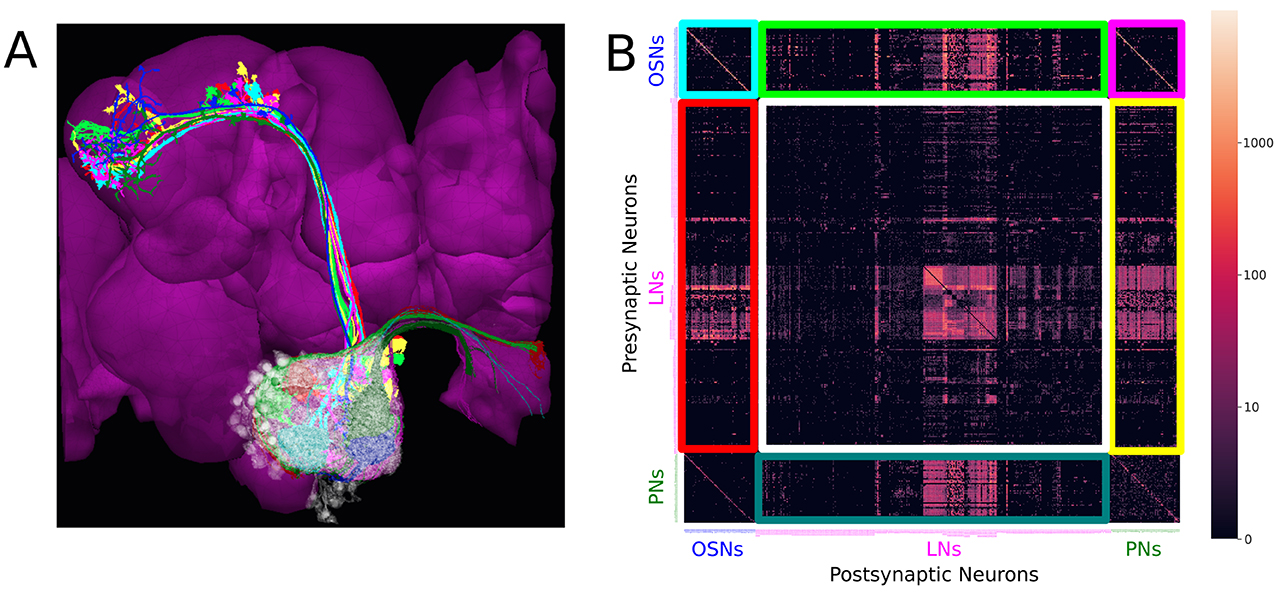 Fruit fly's complete brain wiring map offers insights into human