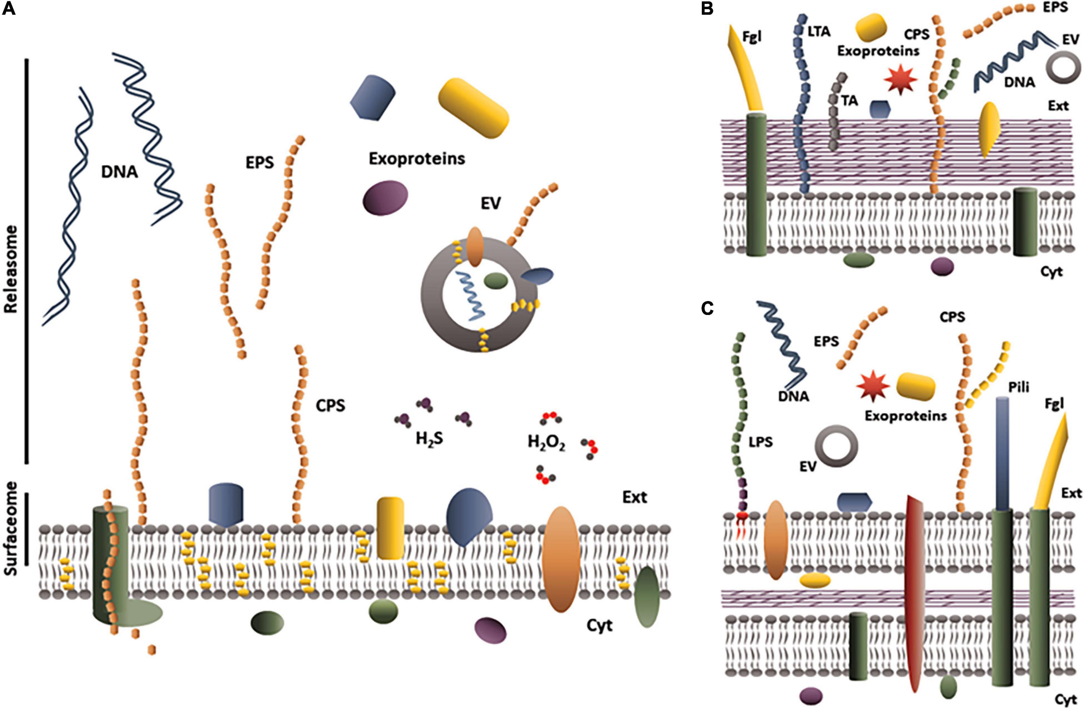 Steric exclusion and protein conformation determine the localization of  plasma membrane transporters