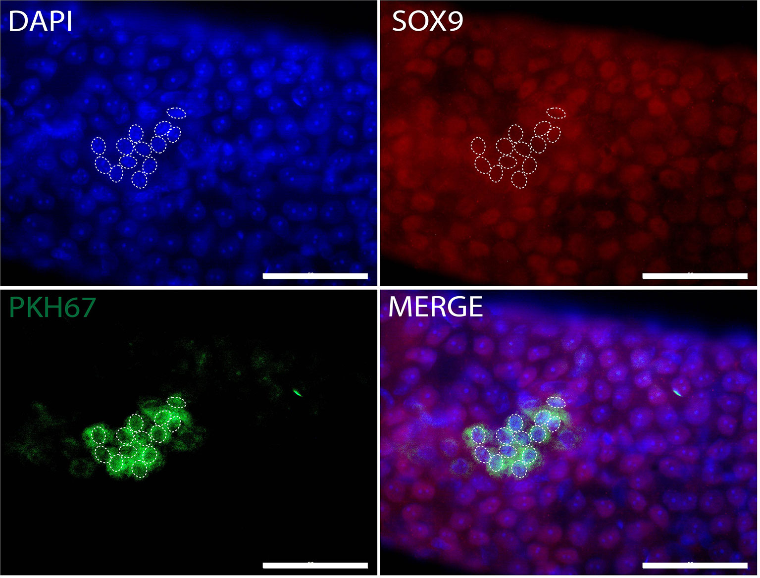 Frontiers | Characterization and Survival of Human Infant Testicular ...