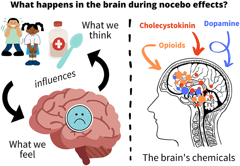 Figure 2 - Certain regions of the brain are important when we make negative associations between things, like a medication and an unwanted side effect, for example.