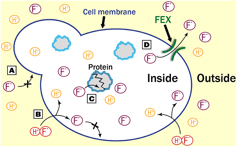 Figure 1 - How does fluoride get in and out of cells?