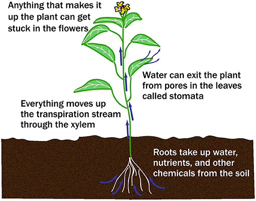 Figure 2 - In a plant, water moves from the roots to the leaves and flowers through the transpiration stream, traveling through a tube-like plant tissue called xylem.