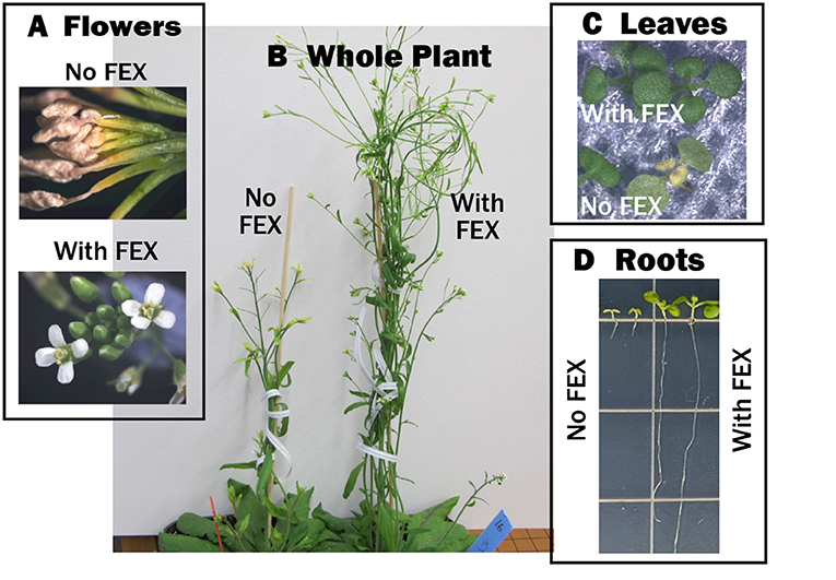 Figure 3 - FEX keeps plants healthy when they are exposed to fluoride.