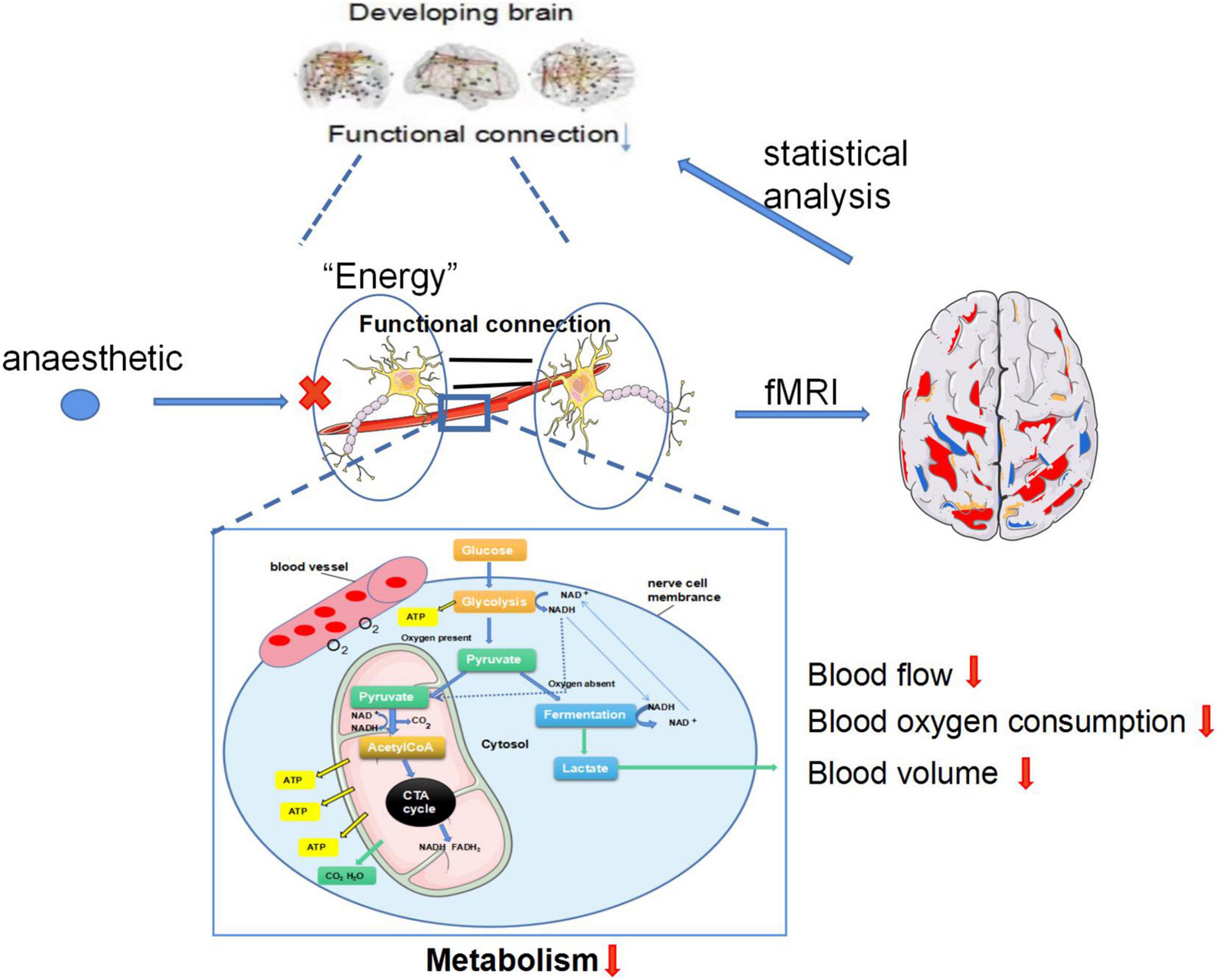 Frontiers  Hemodynamic and Metabolic Assessment of Neonates With