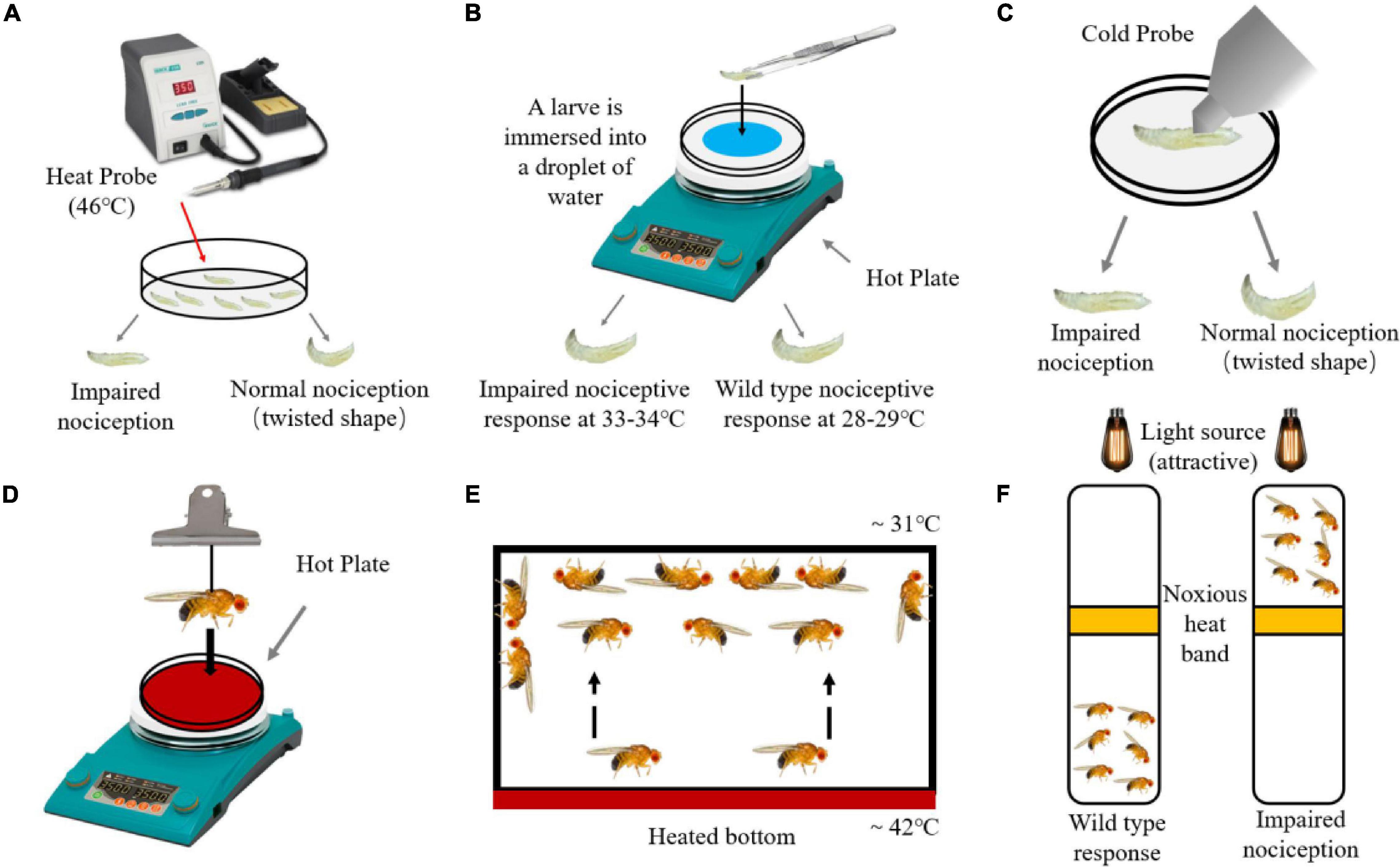 Hot Plate, Behavioral and Functional Neuroscience Laboratory